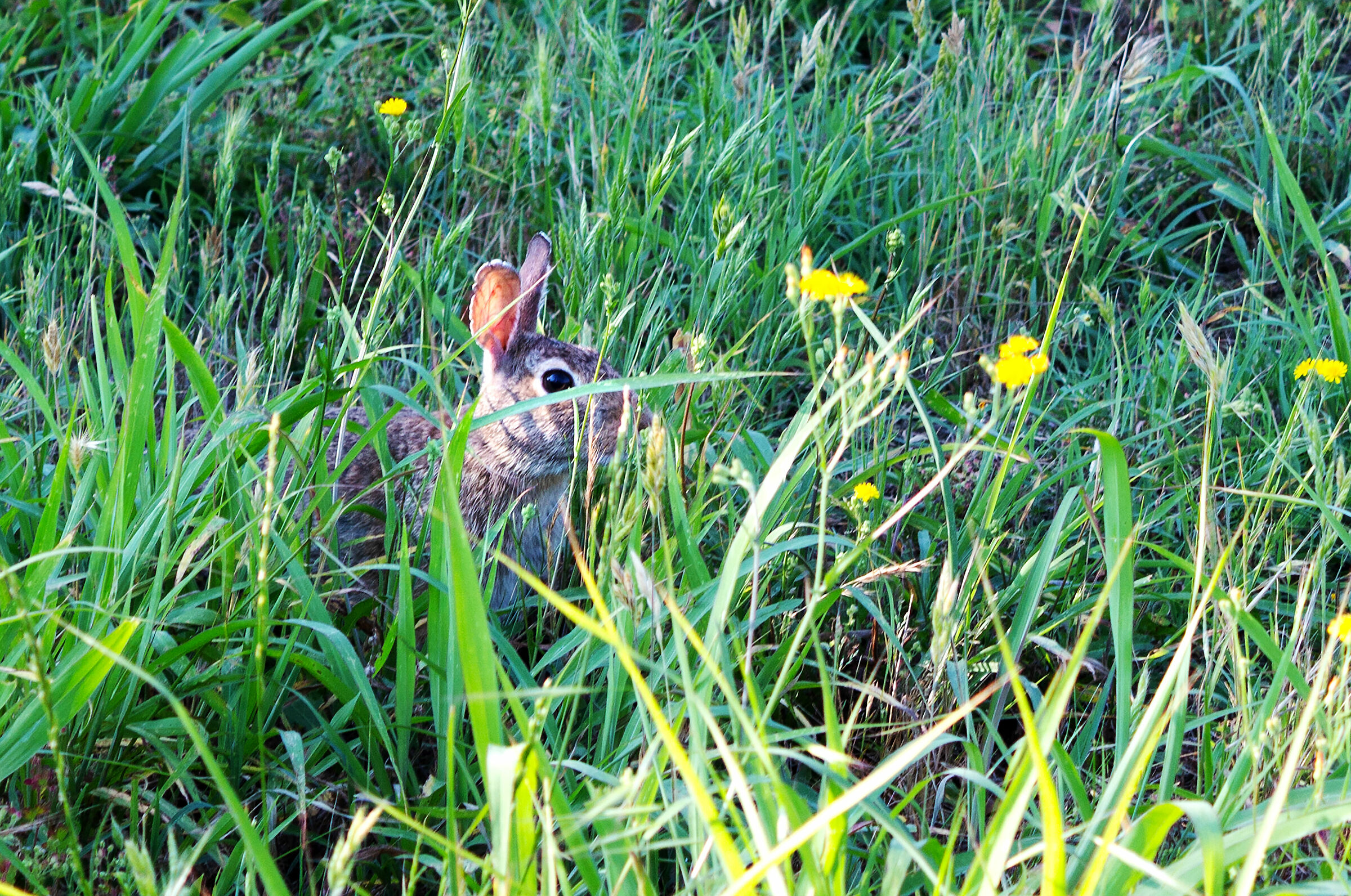 va che ti vedo coniglietto