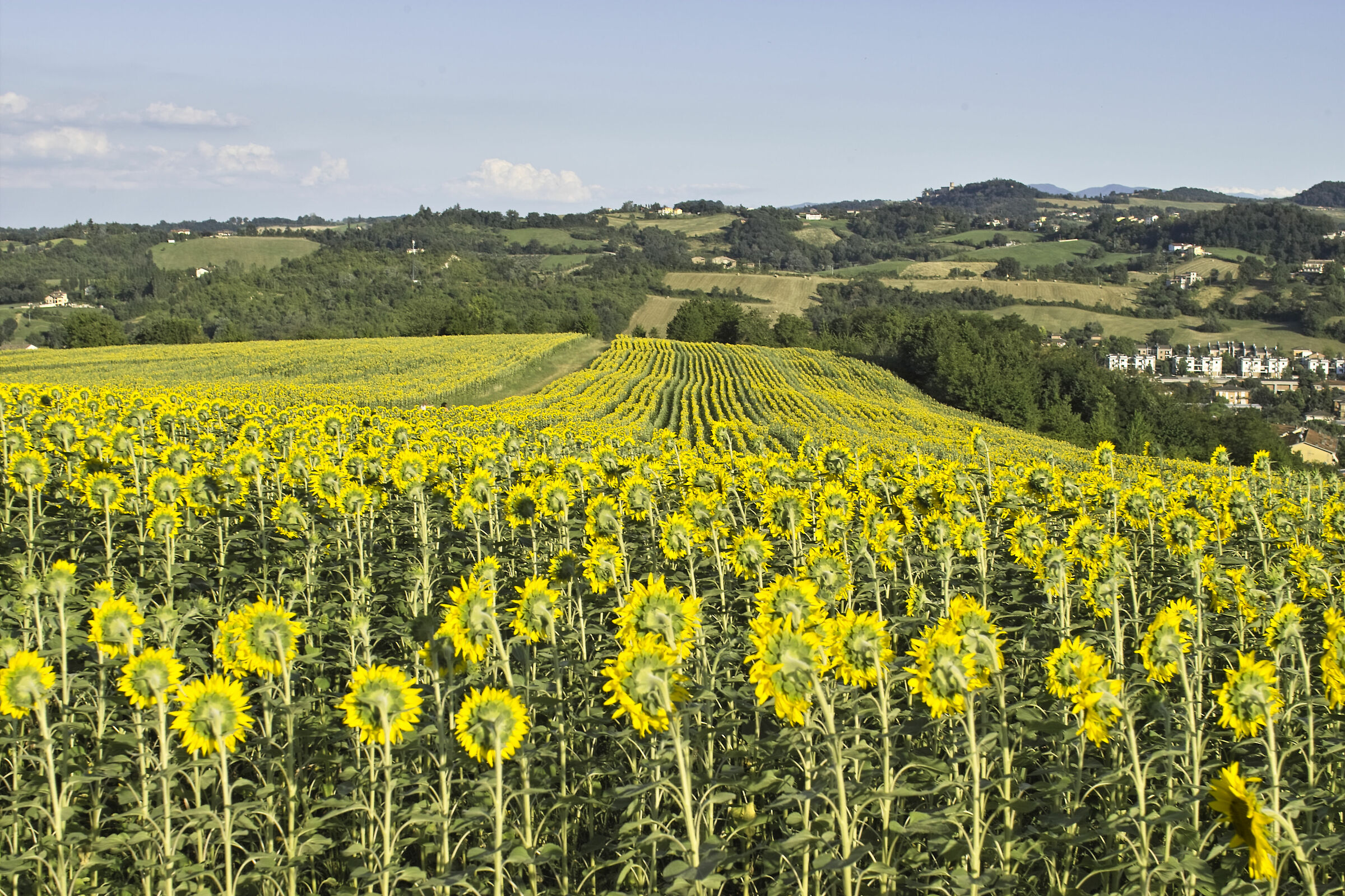 Do you like sunflowers?