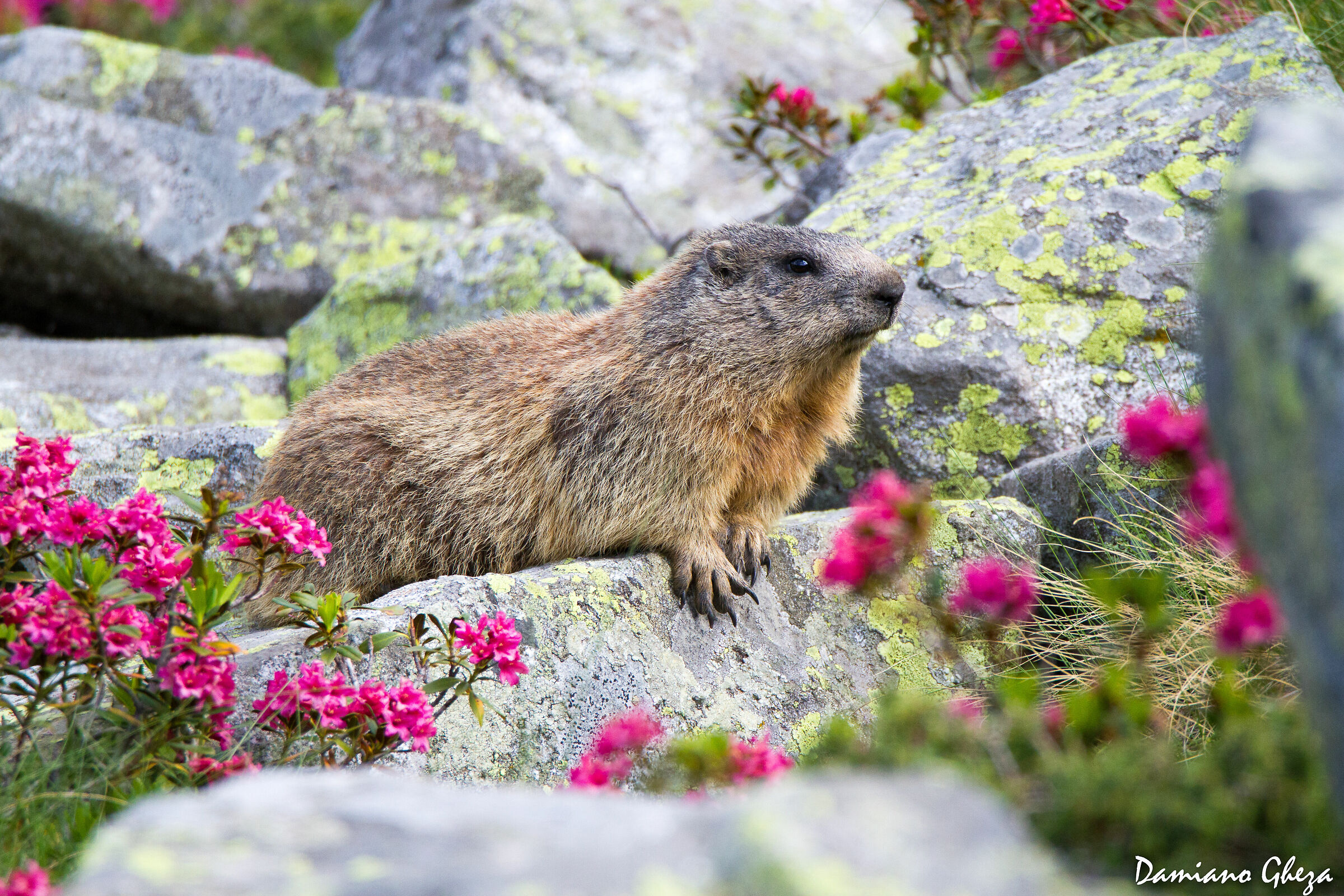 Marmotta e rododendri