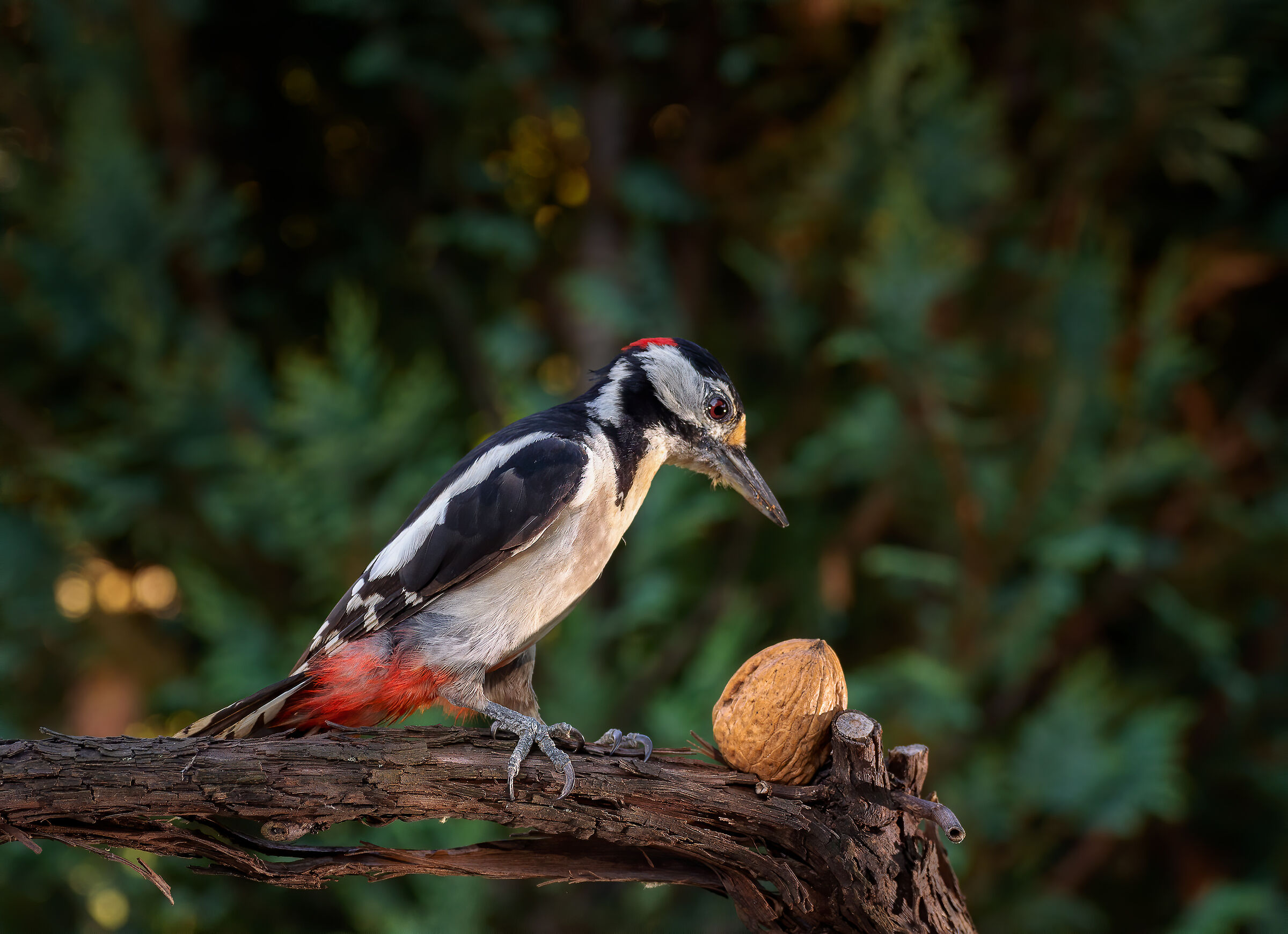 Picchio rosso maggiore