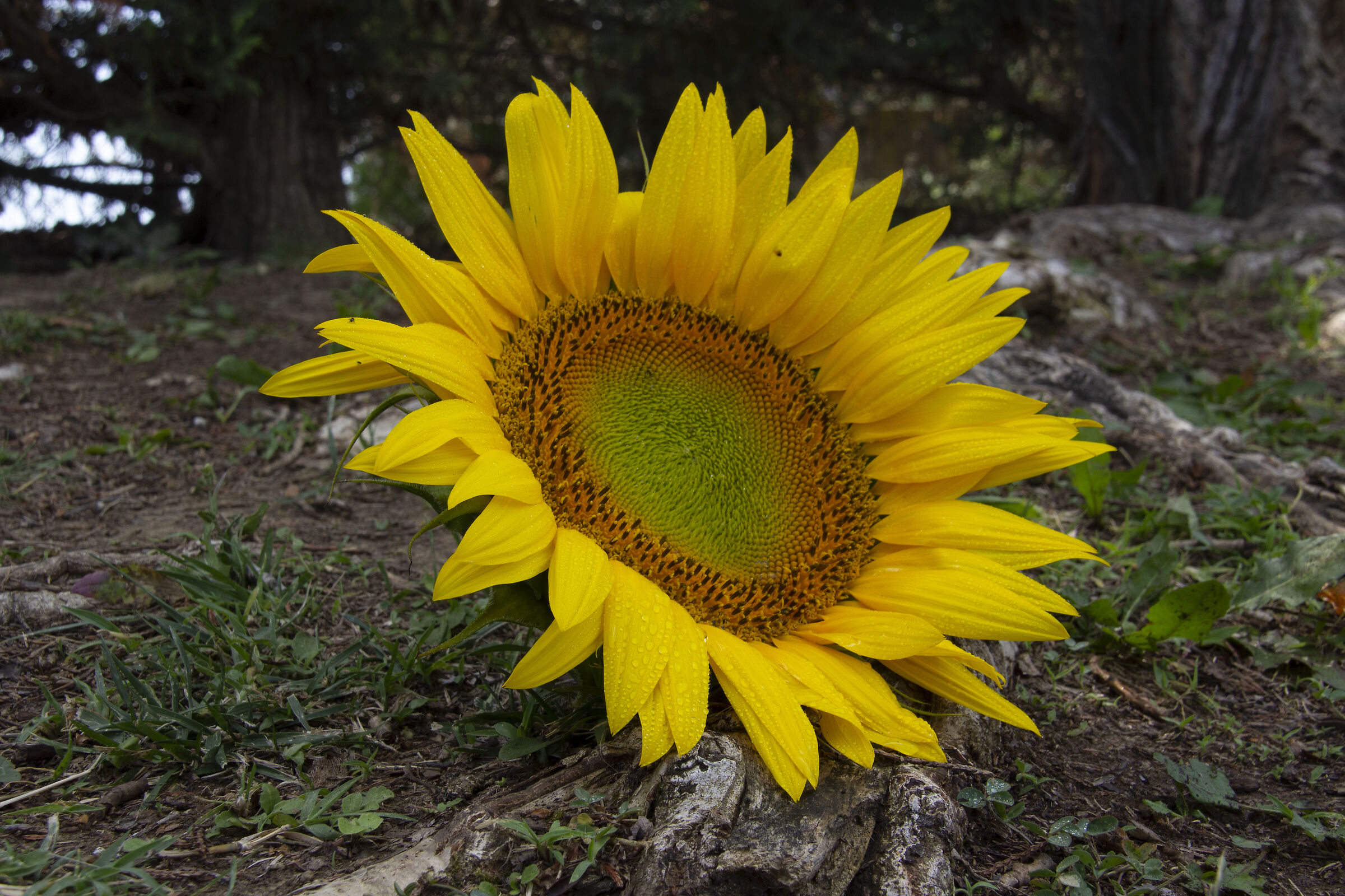 Sunflower, New California