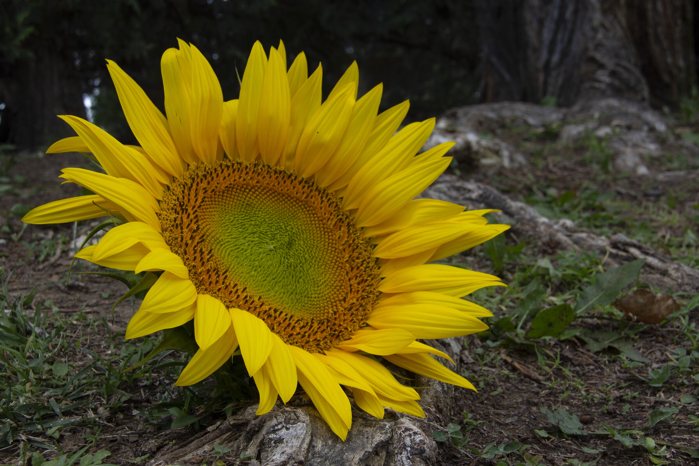 Sunflower, New California