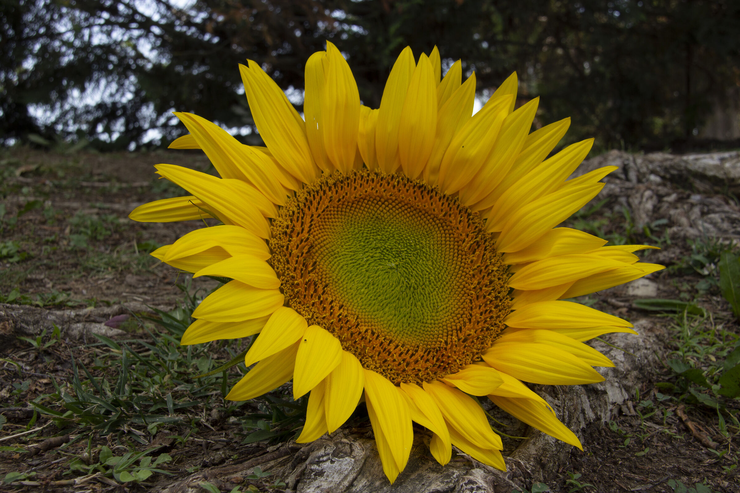 Sunflower, New California