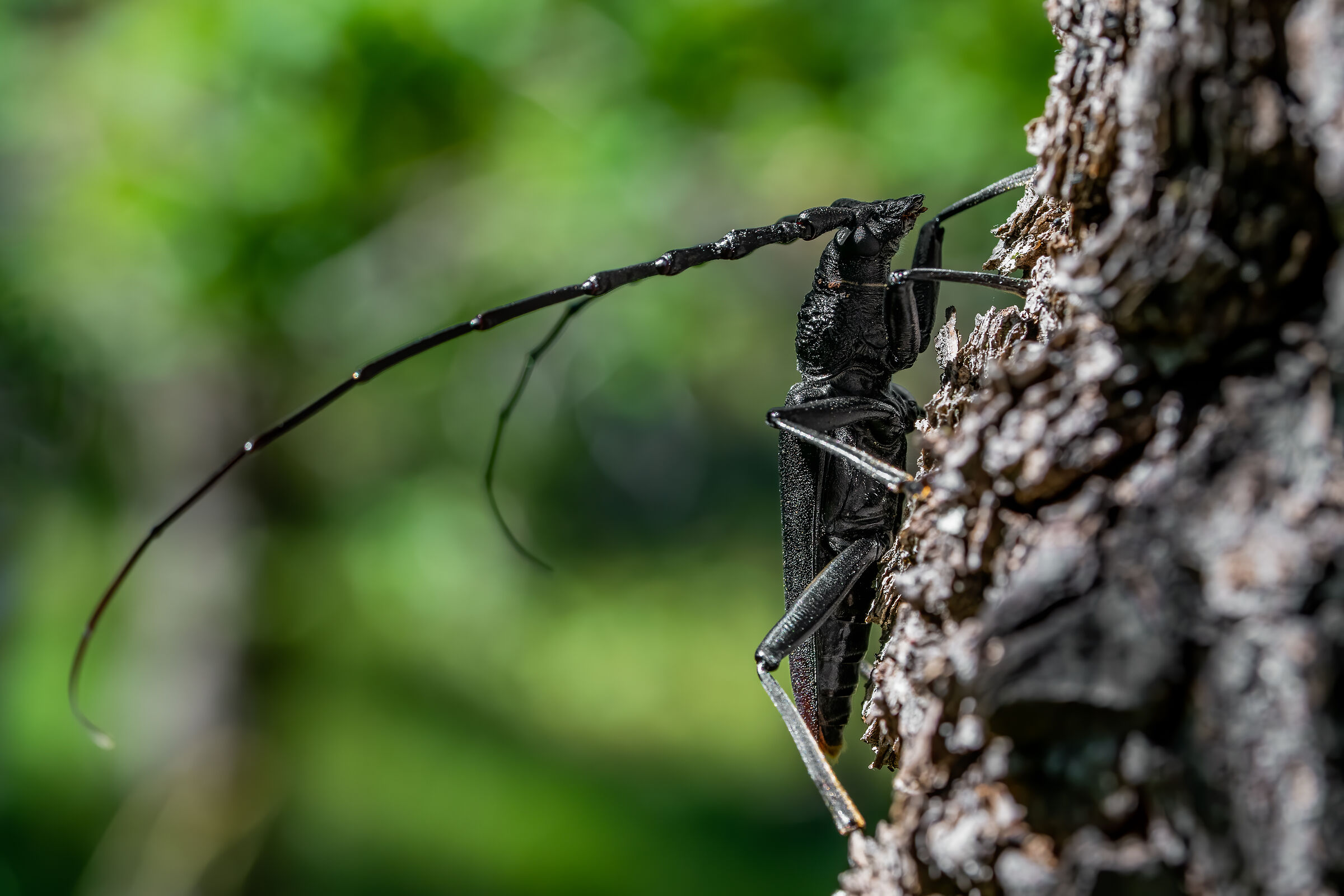 Cerambice della quercia