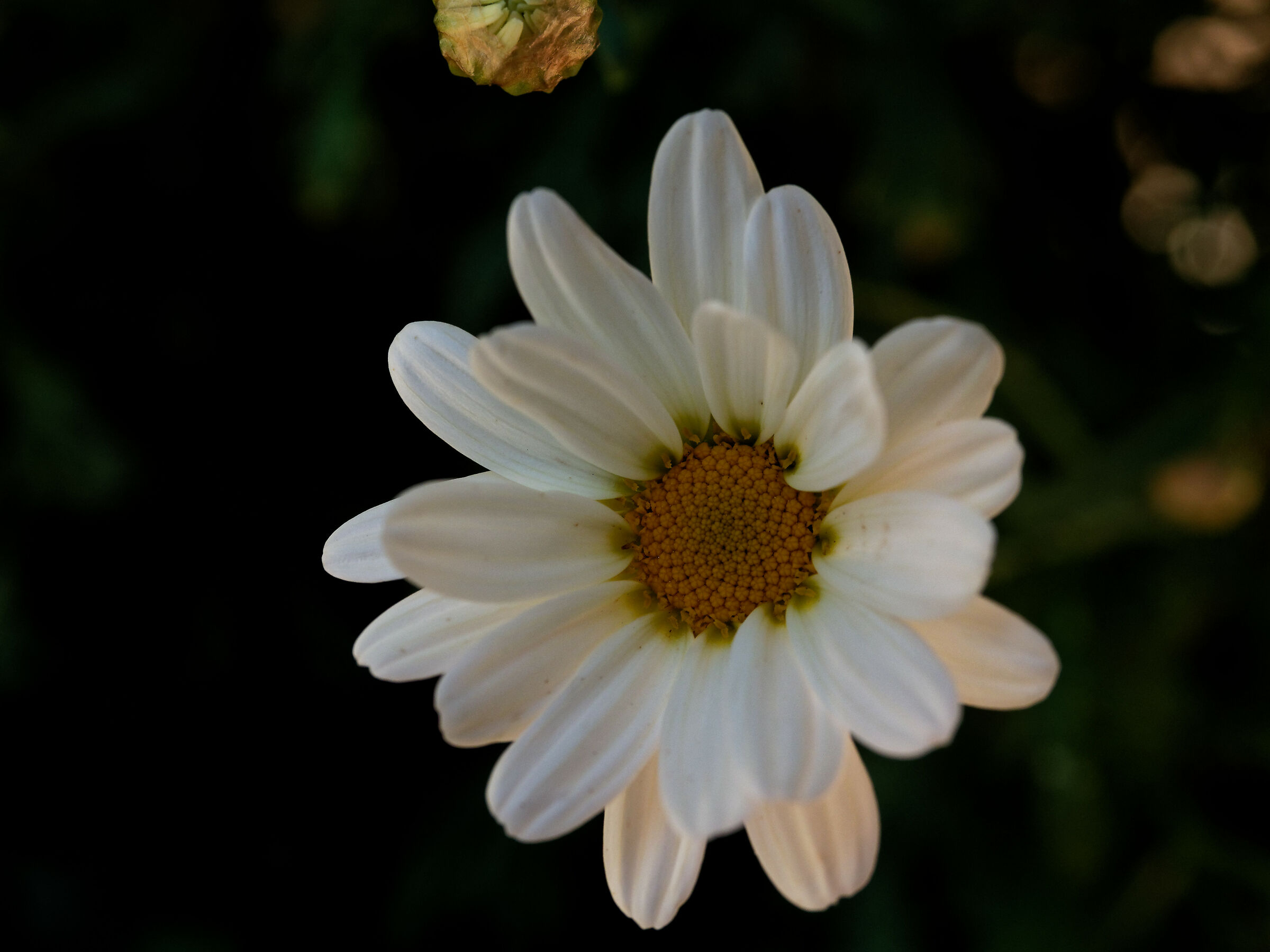 Daisy