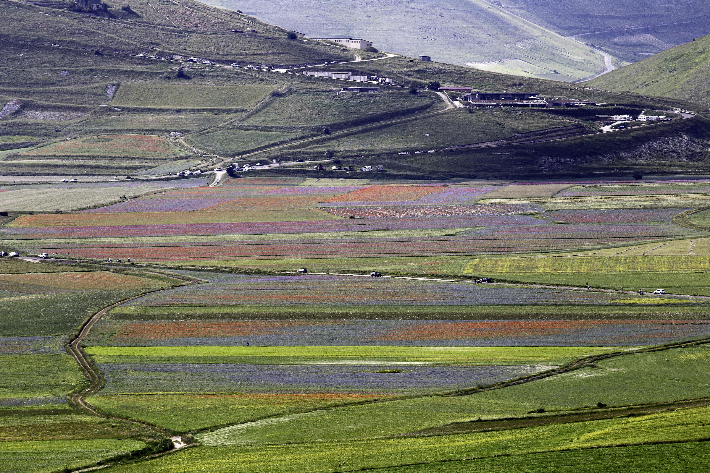 Castelluccio Flowering