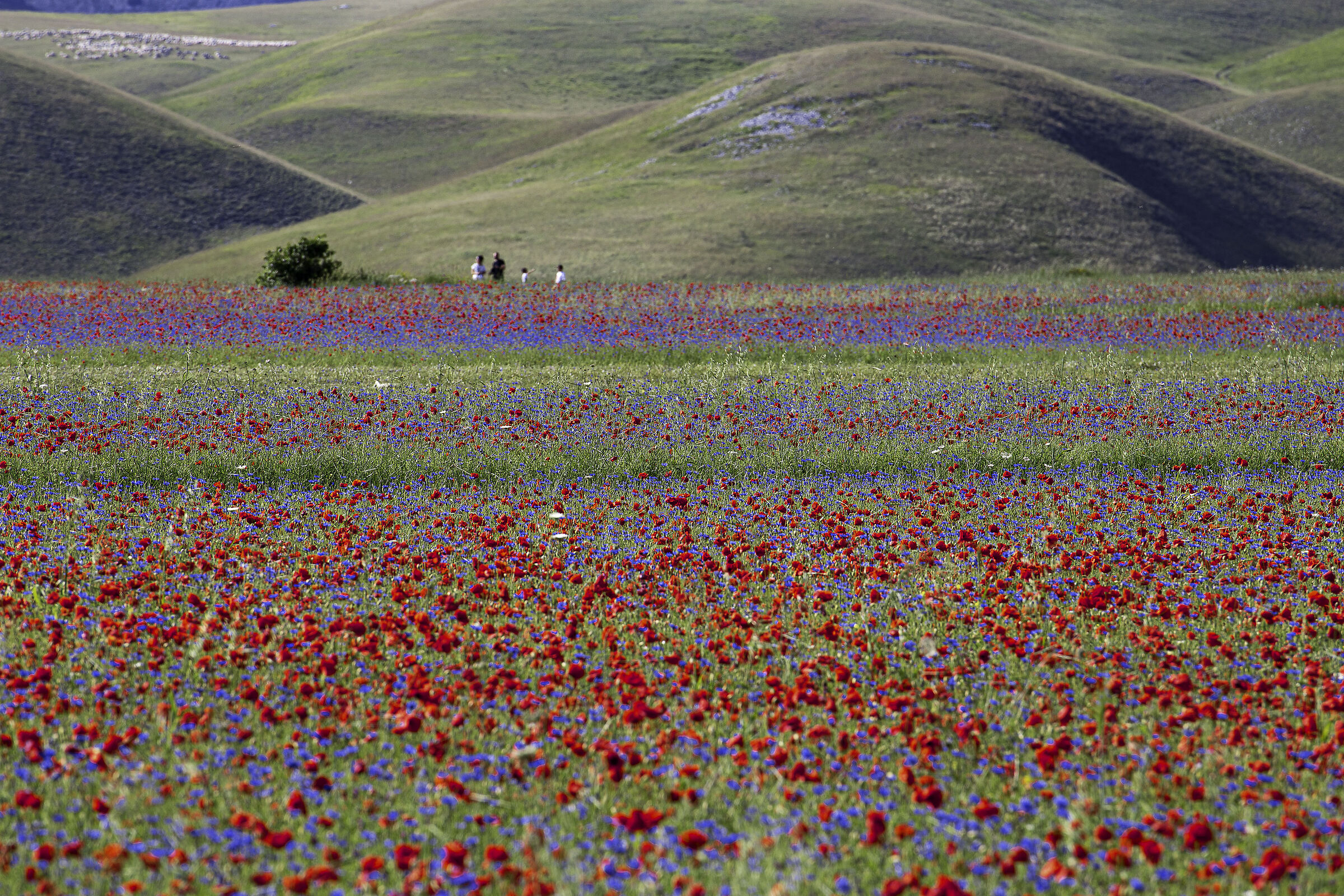 Castelluccio Flowering