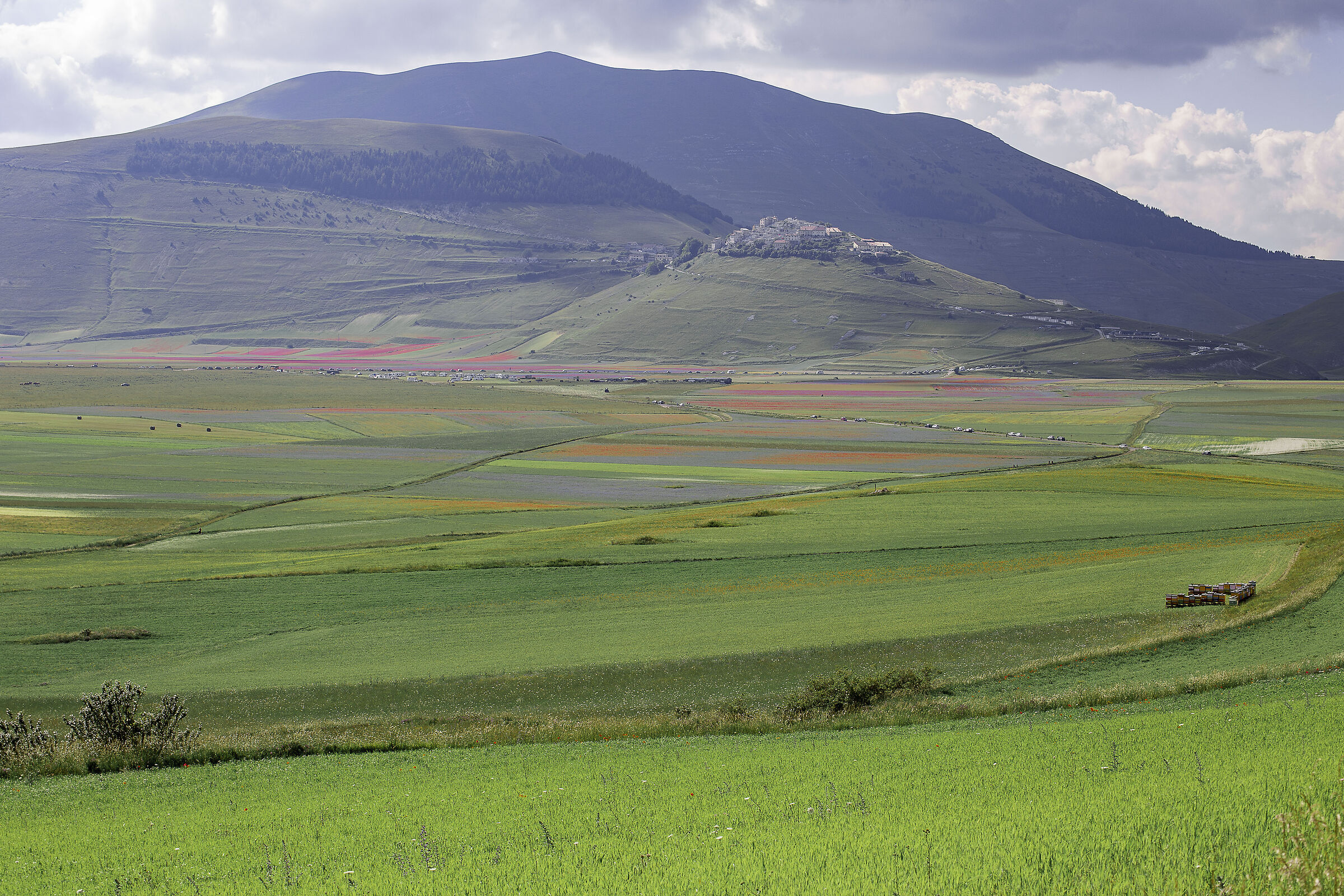 Castelluccio Flowering 2020