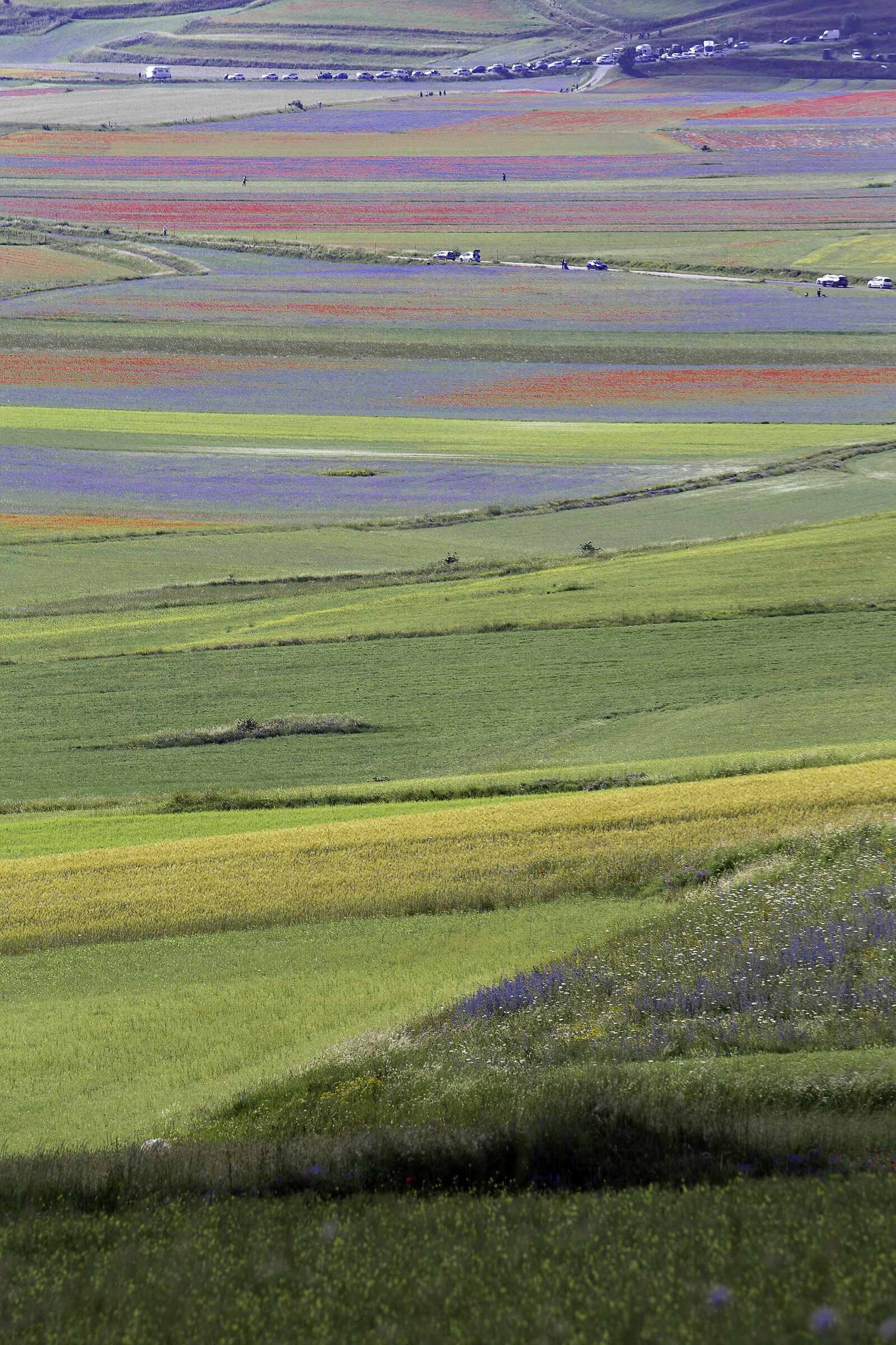 Castelluccio Flowering 2020
