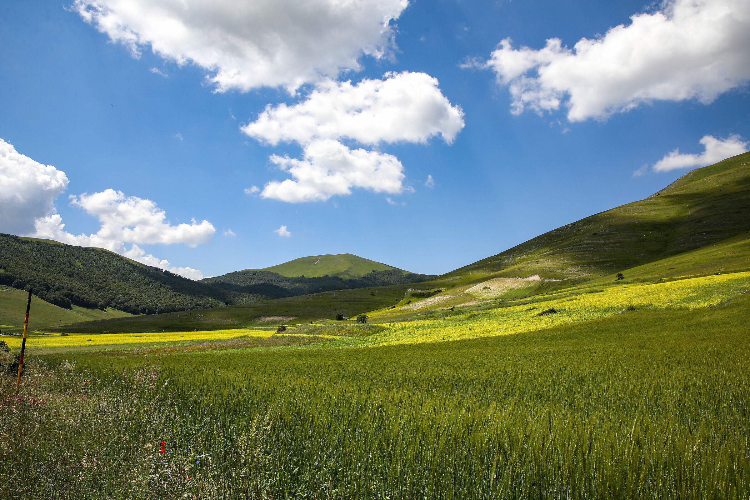 Flowering in Castelluccio di Norcia