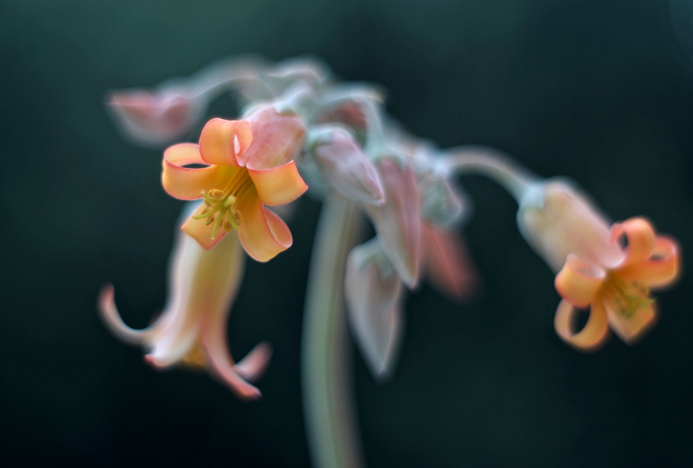 Cotyledon Orbiculata