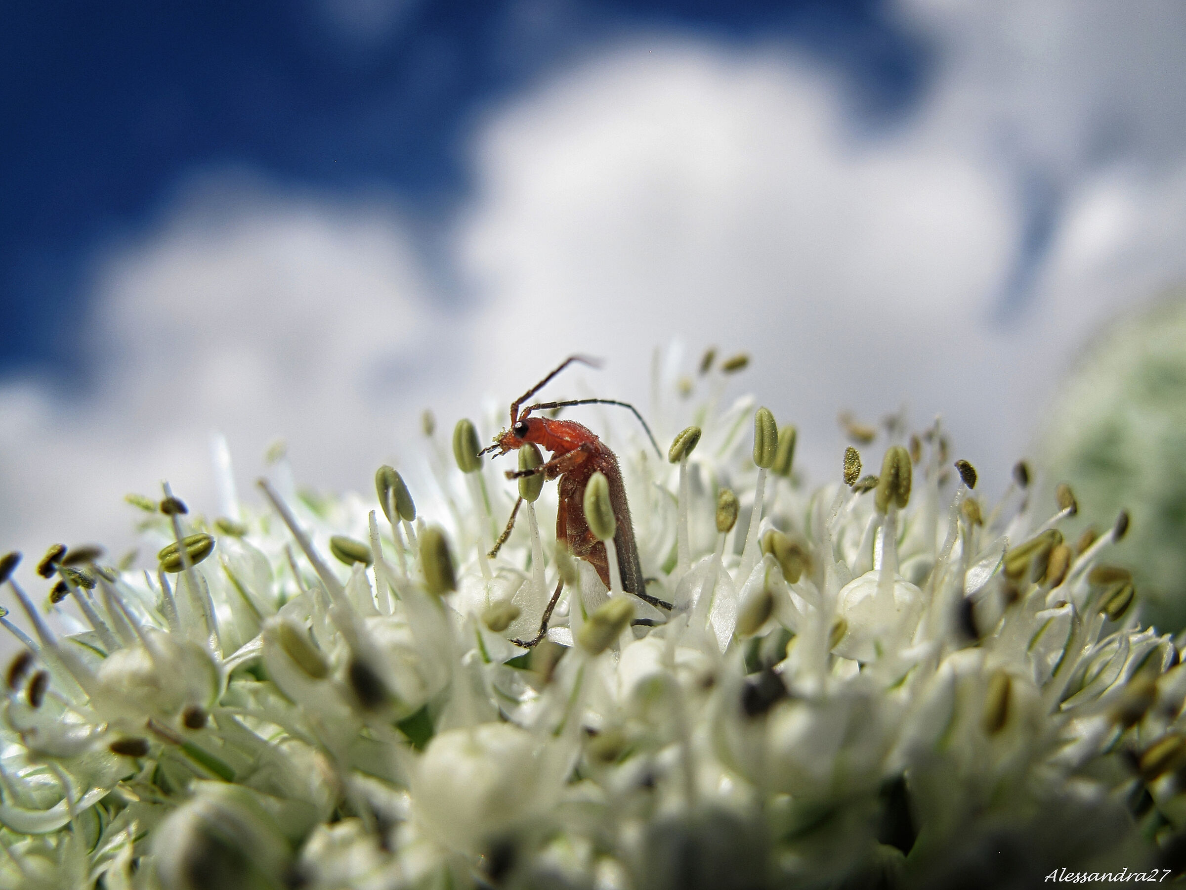 ... cerco un centro di gravità permanente ....