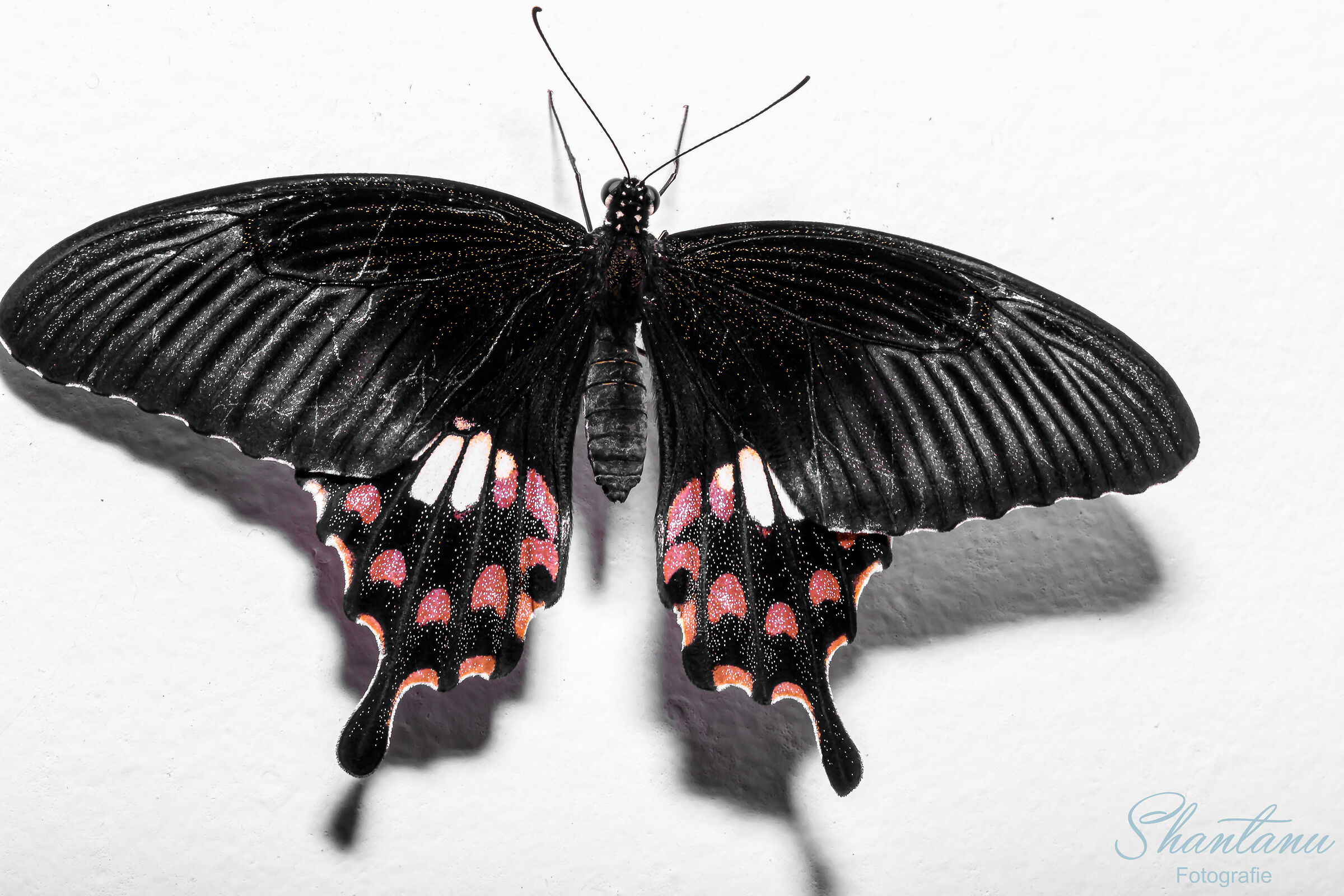 ? mormone comune (forma stichiusi) - Fresco echiuso