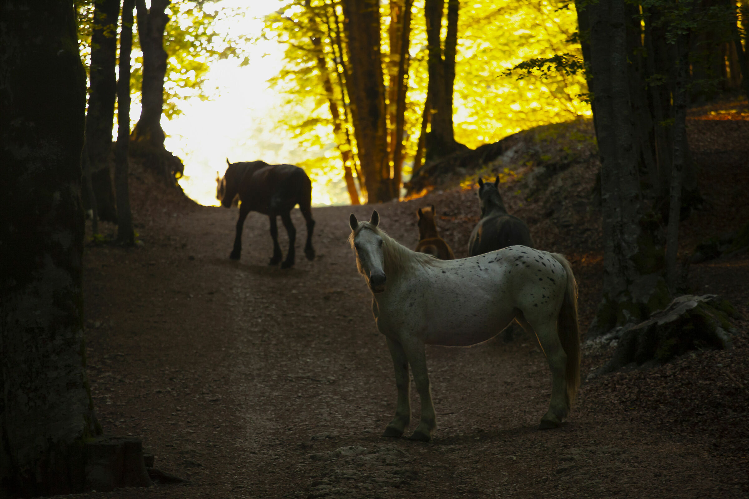 In the forest of silver beech trees