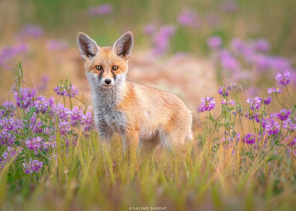 Fox cub