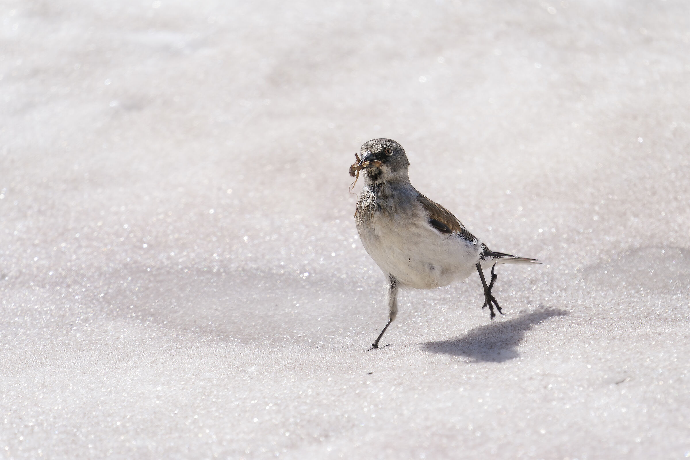 Alpine finch