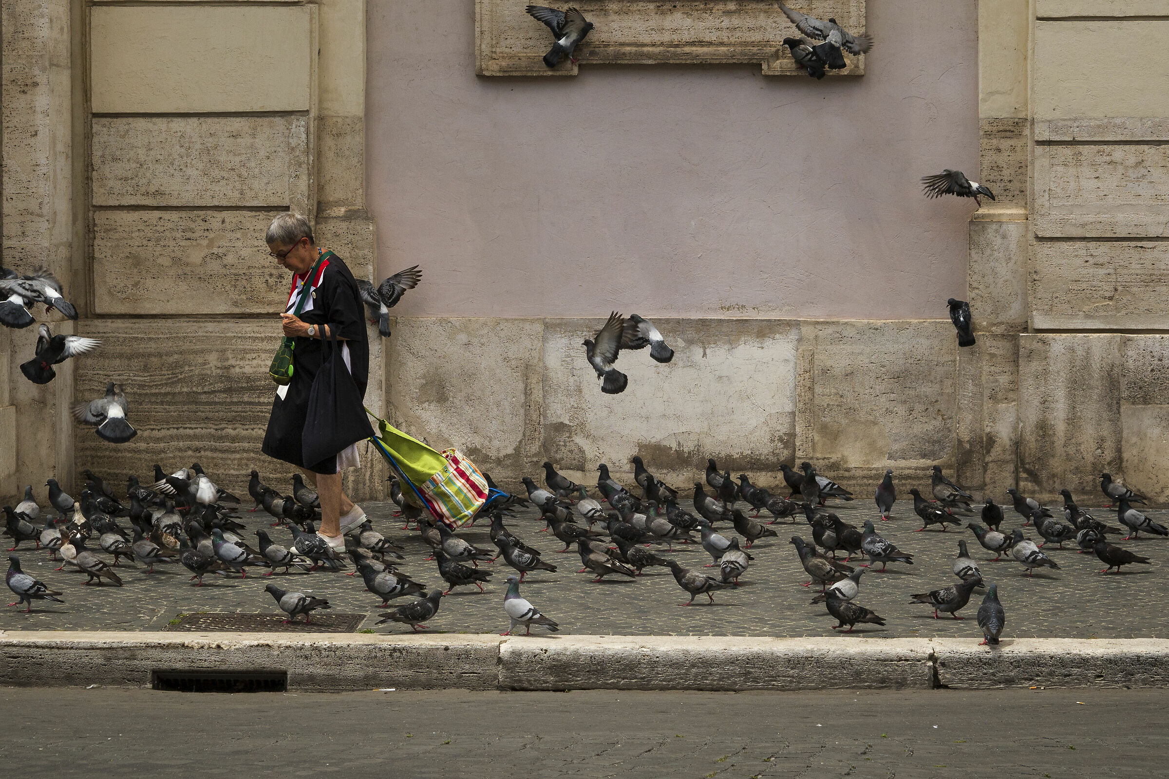 Roman pigeon