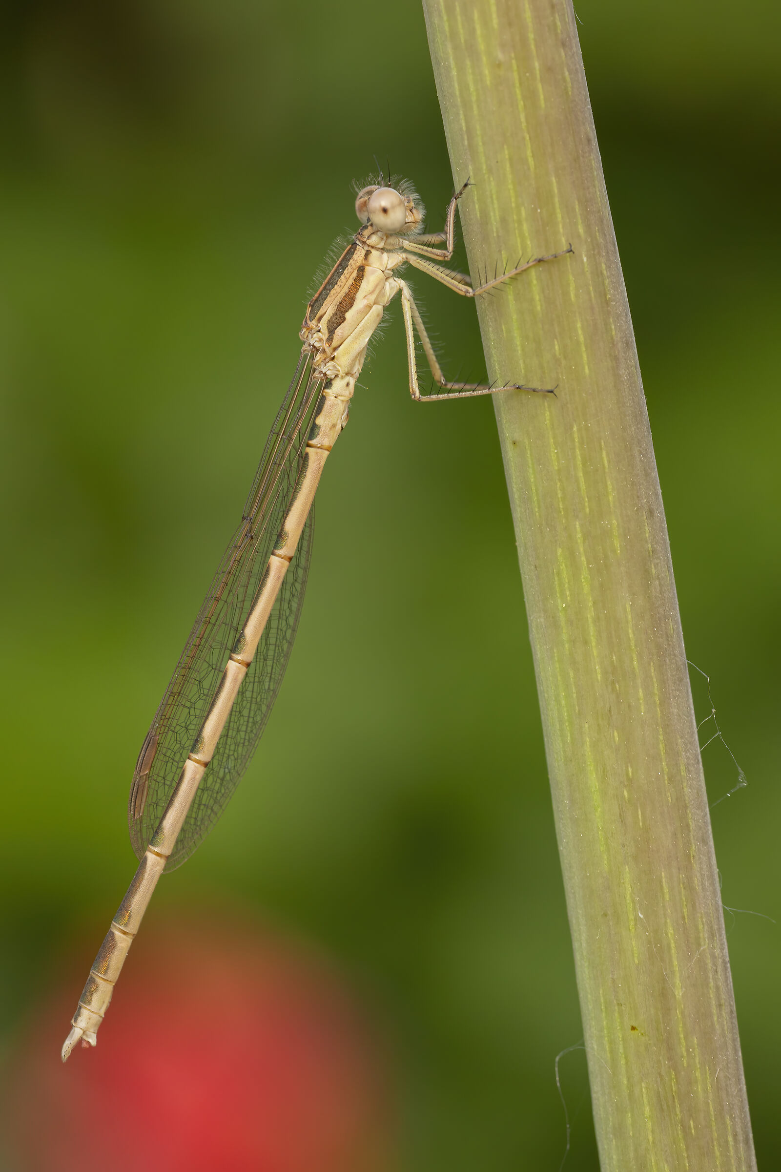 Lestes virens
