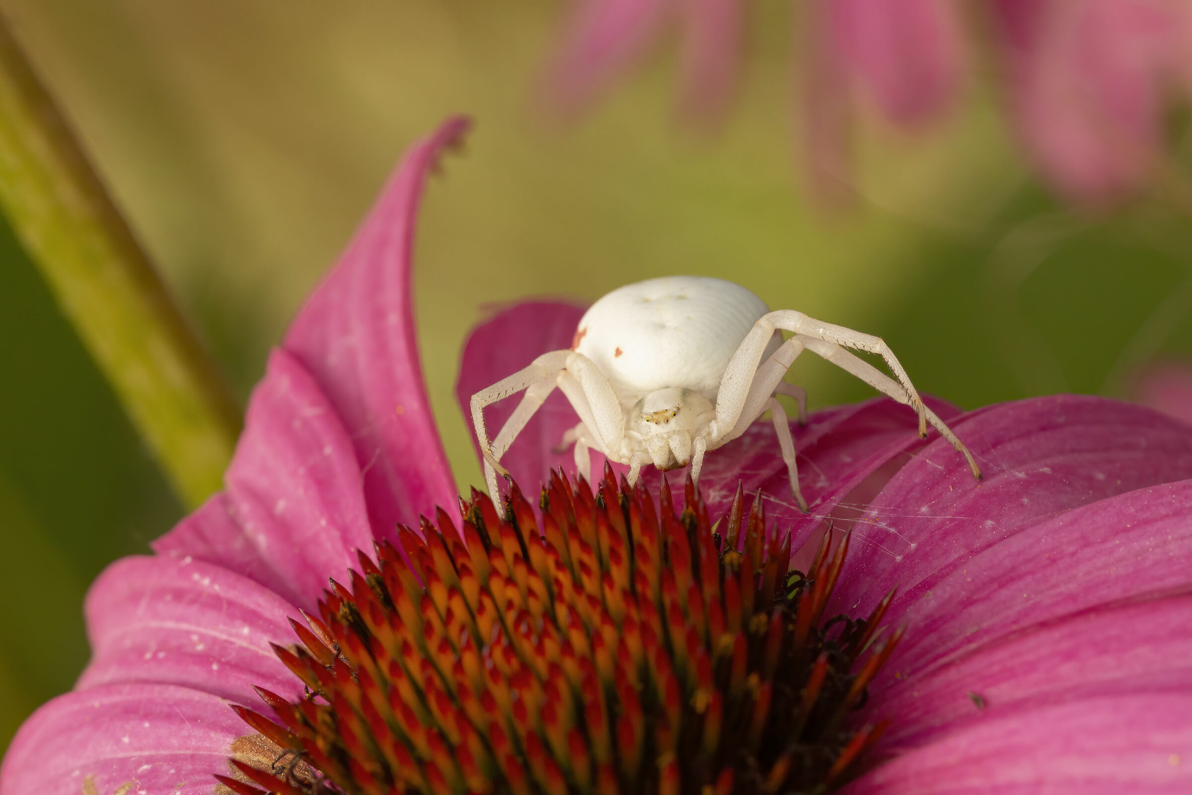 Thomisidae