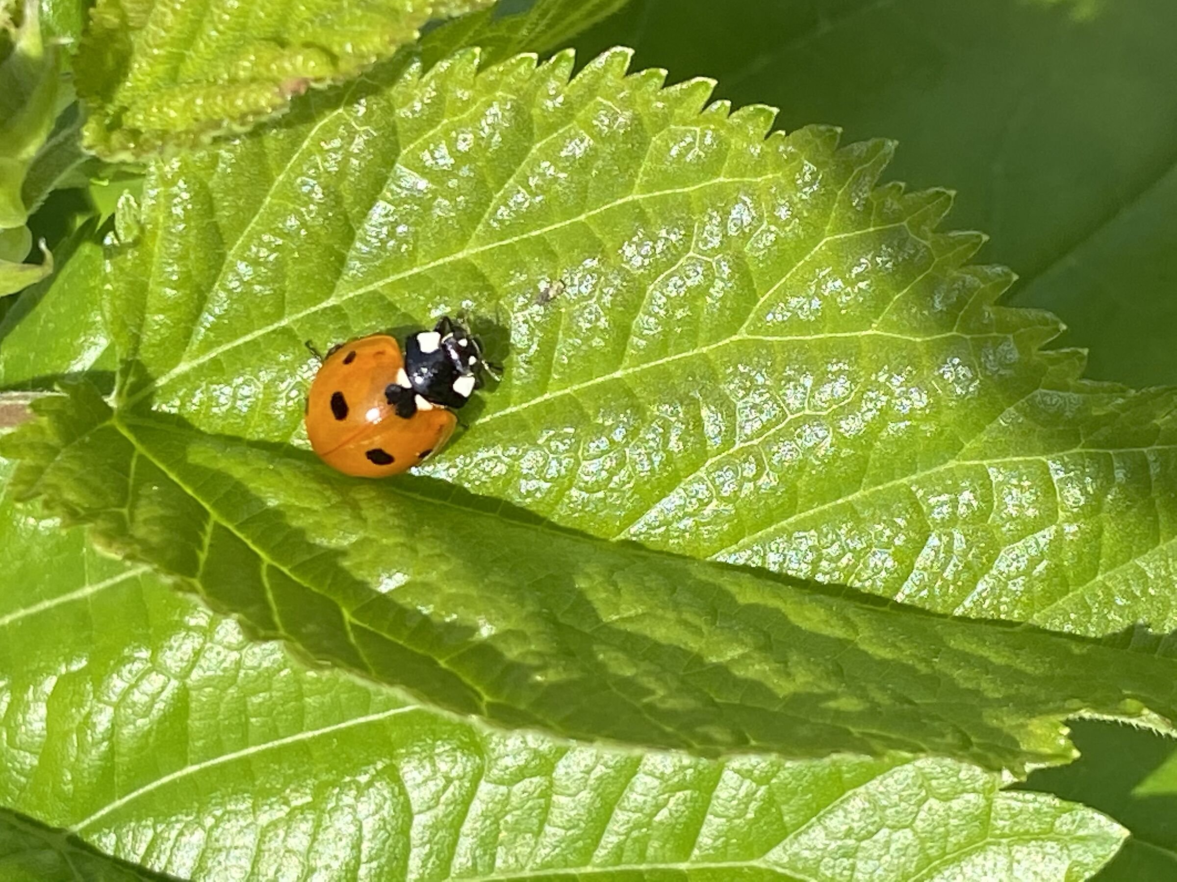 Ladybug