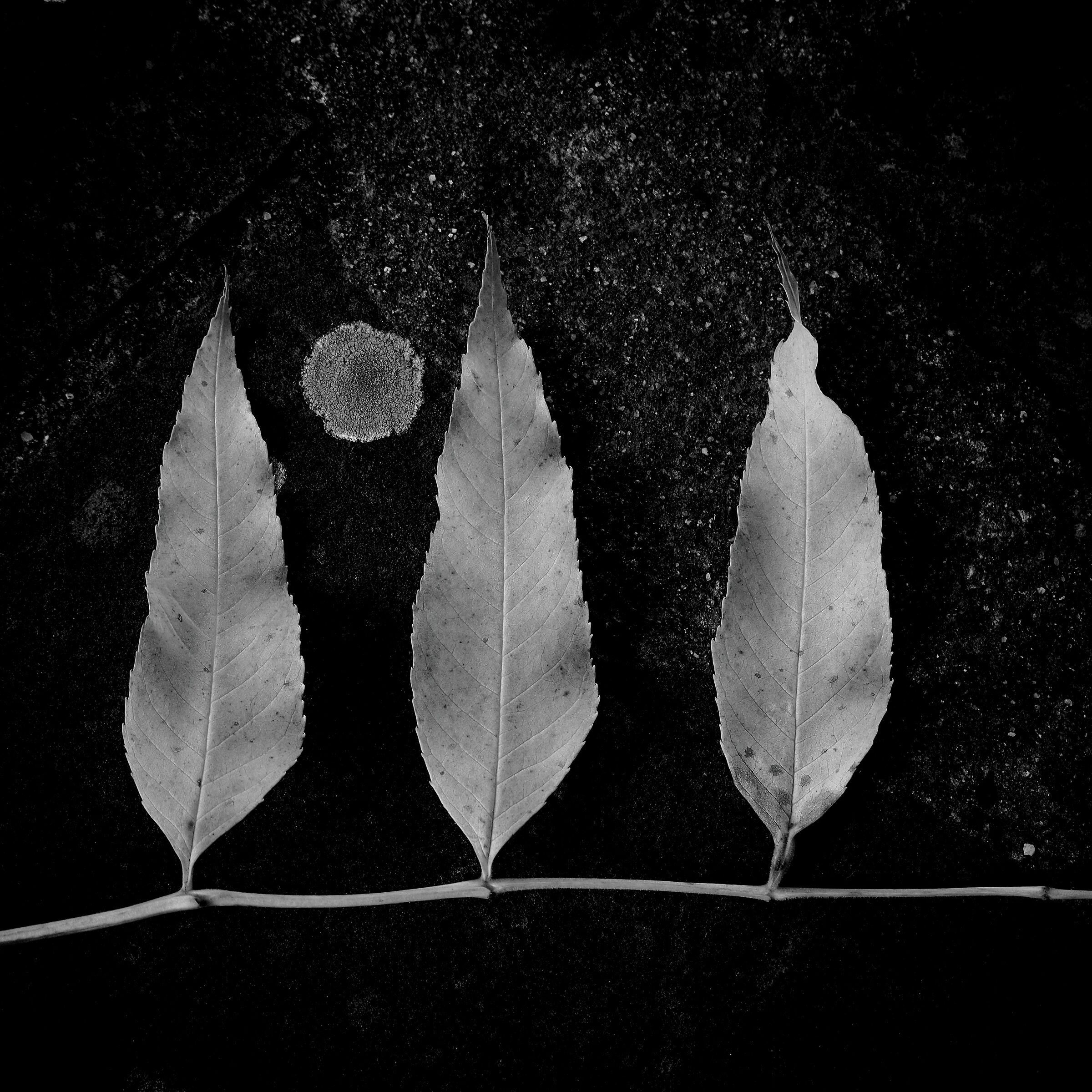 Night with cypresses and full moon