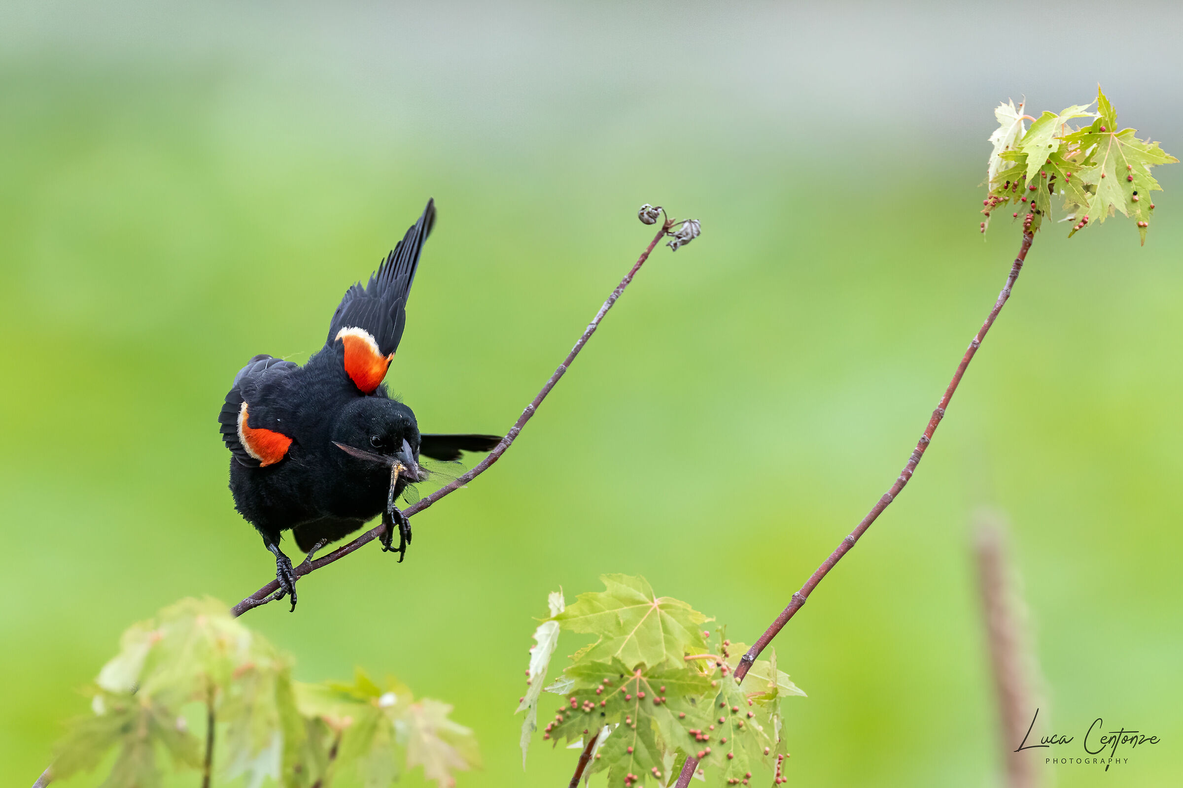 Red Winget Black Bird