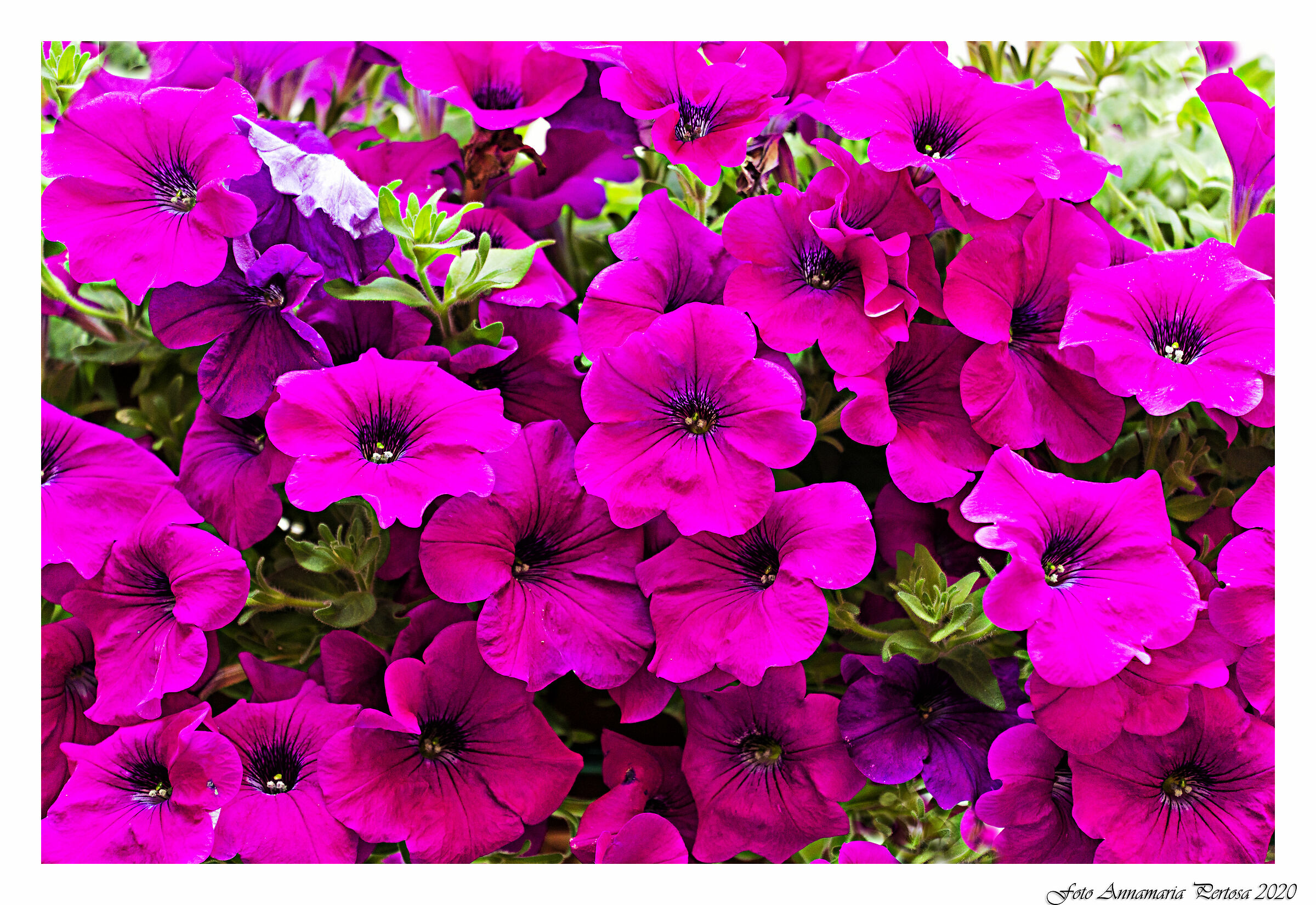 Colori e belle speranze da Firenze