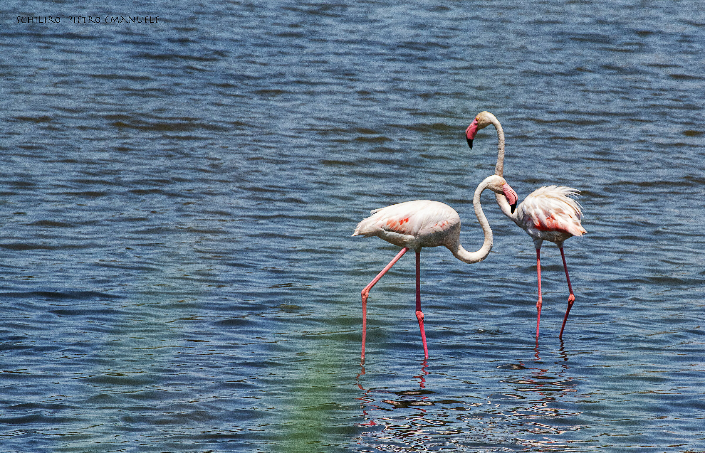 Flamingos in Marzamemi