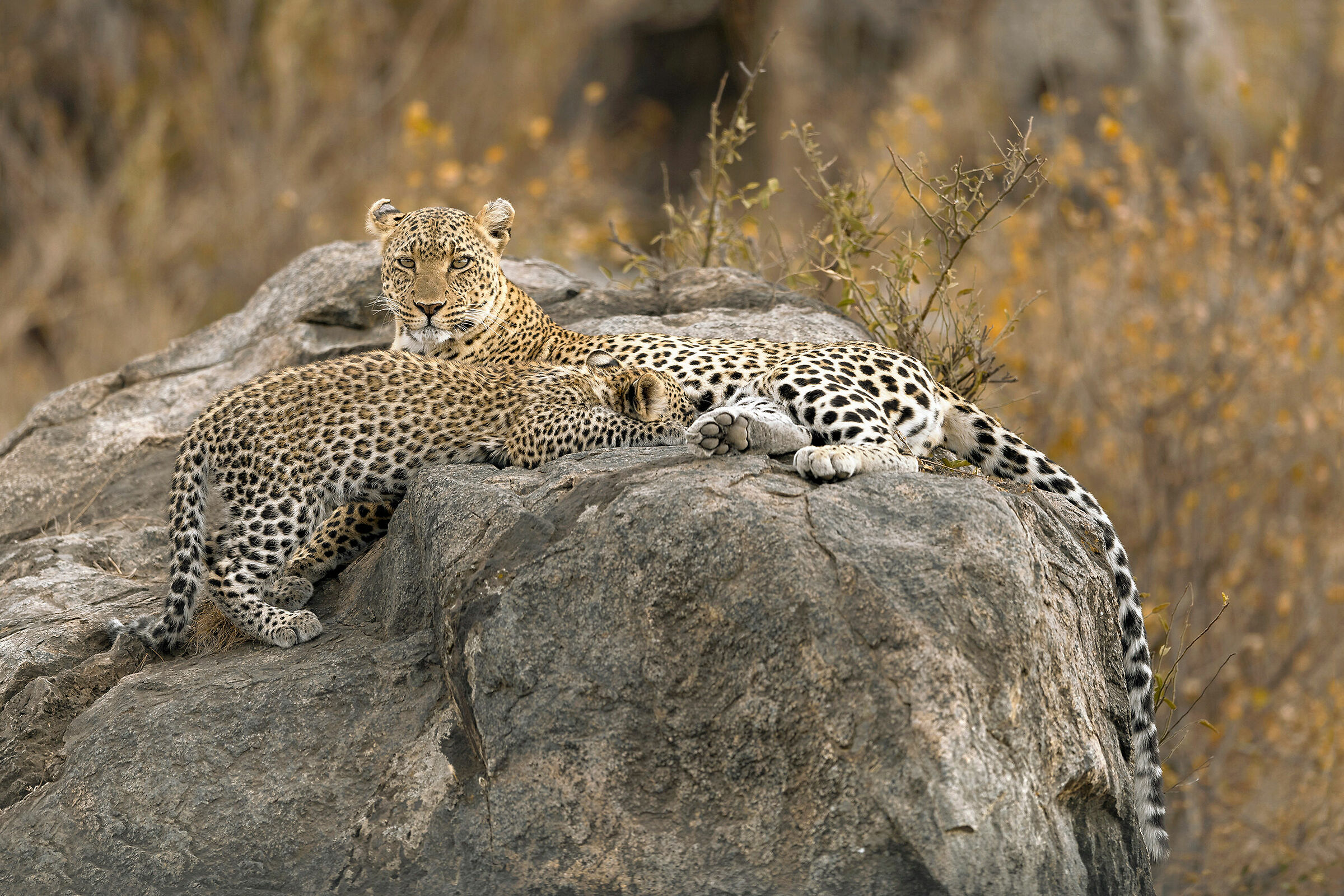 Leopard and cub, Serengeti.