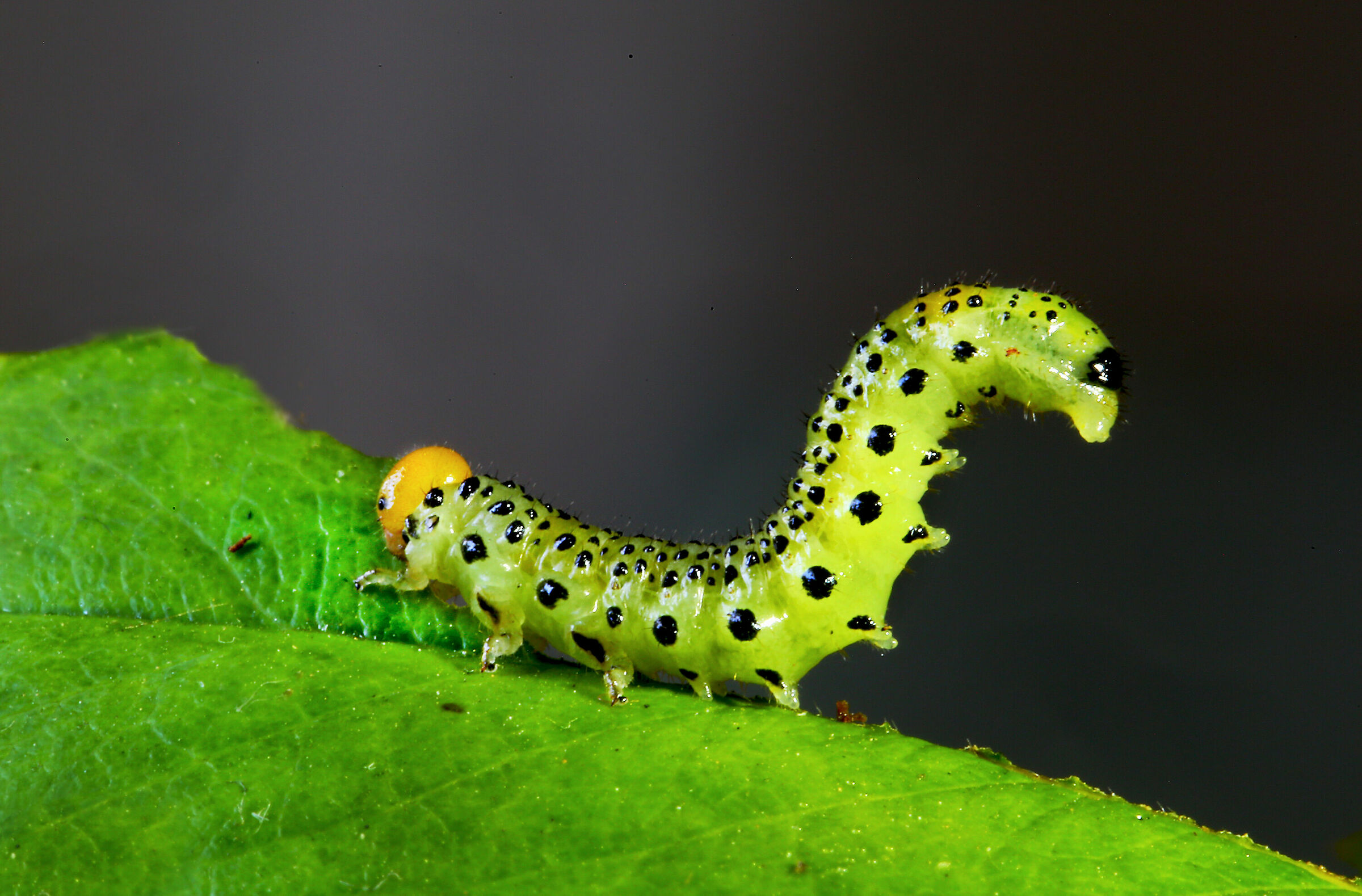 Larva di Argide