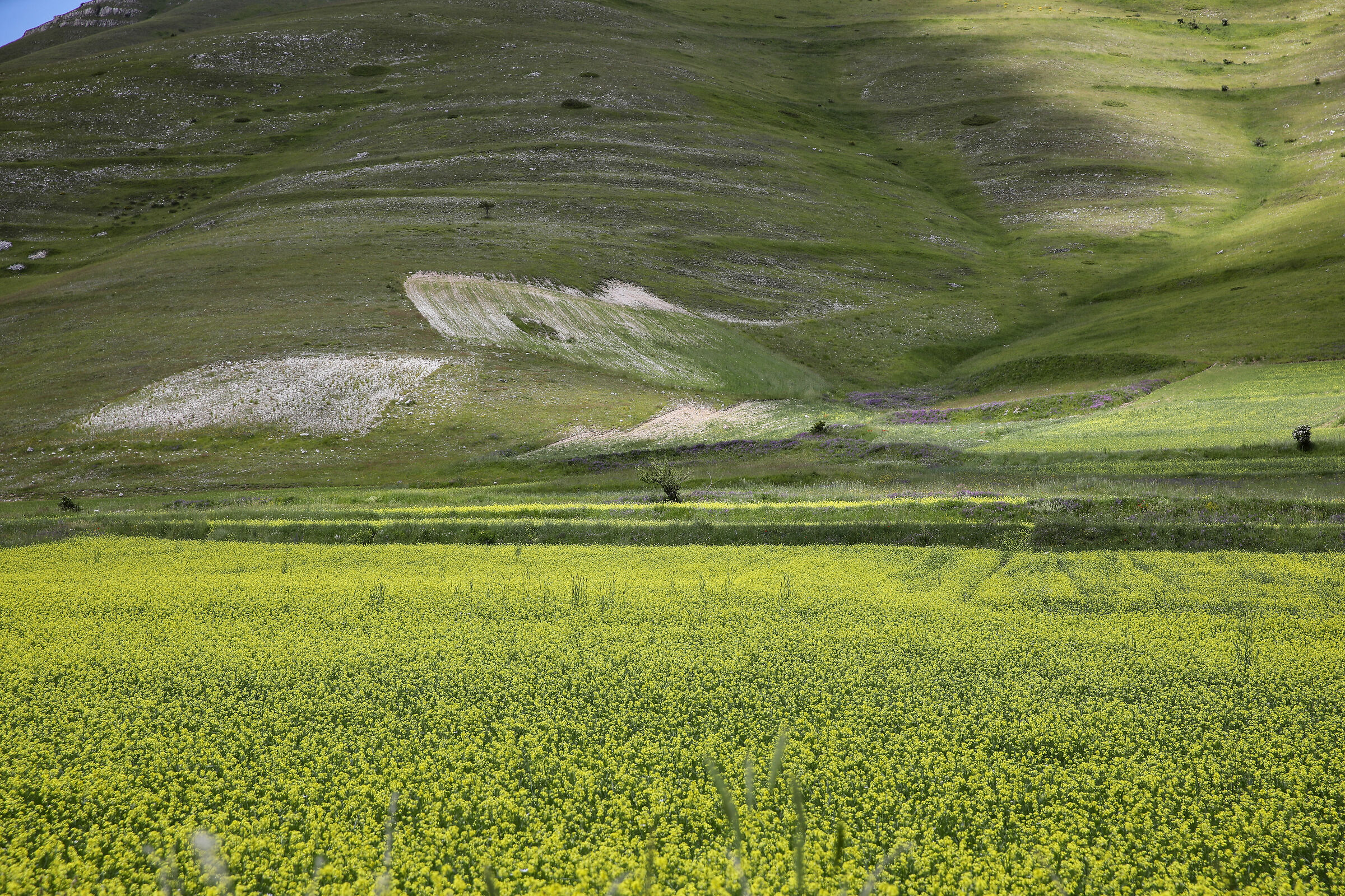 Flowering in Castelluccio di Norcia