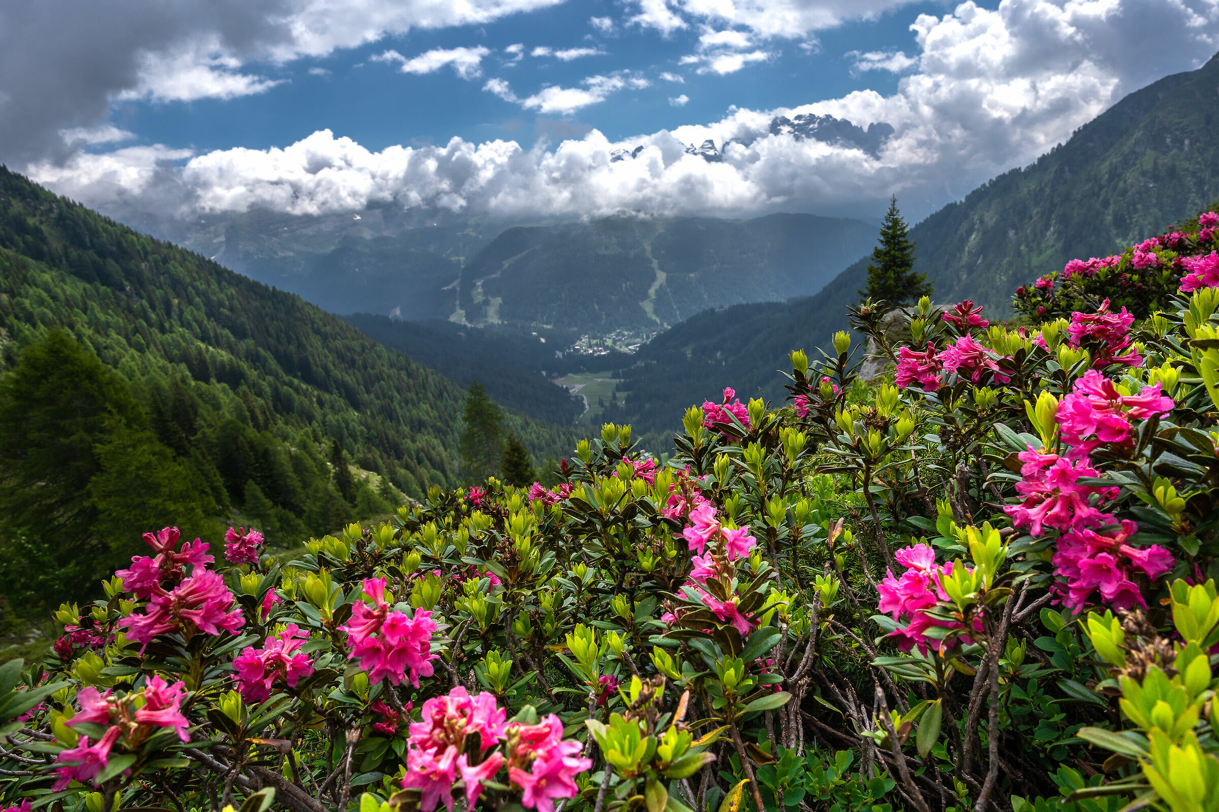 Mountain flowers