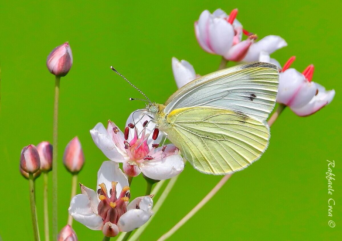 Butomus Umbellatus in paddy