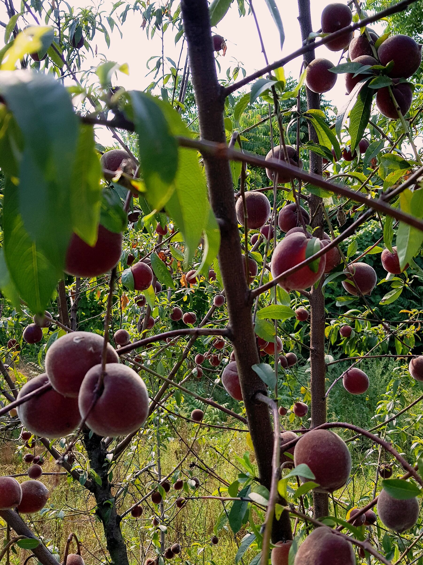 "Piccola Costellazione del Pesco"