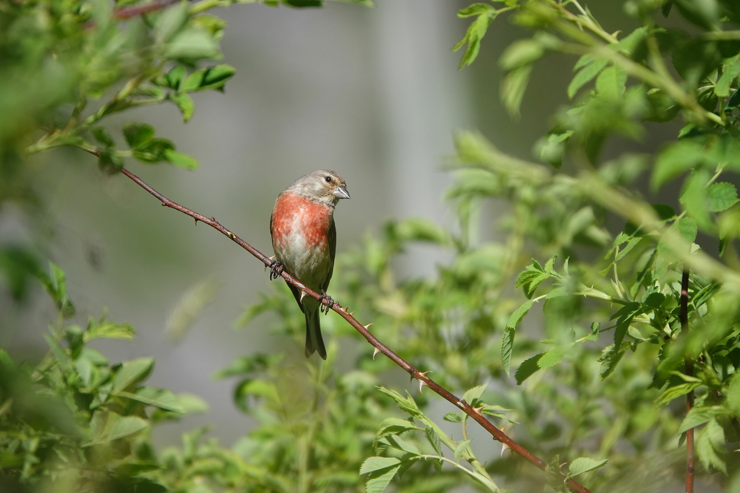 FANELLO (Carduelis cannabina)