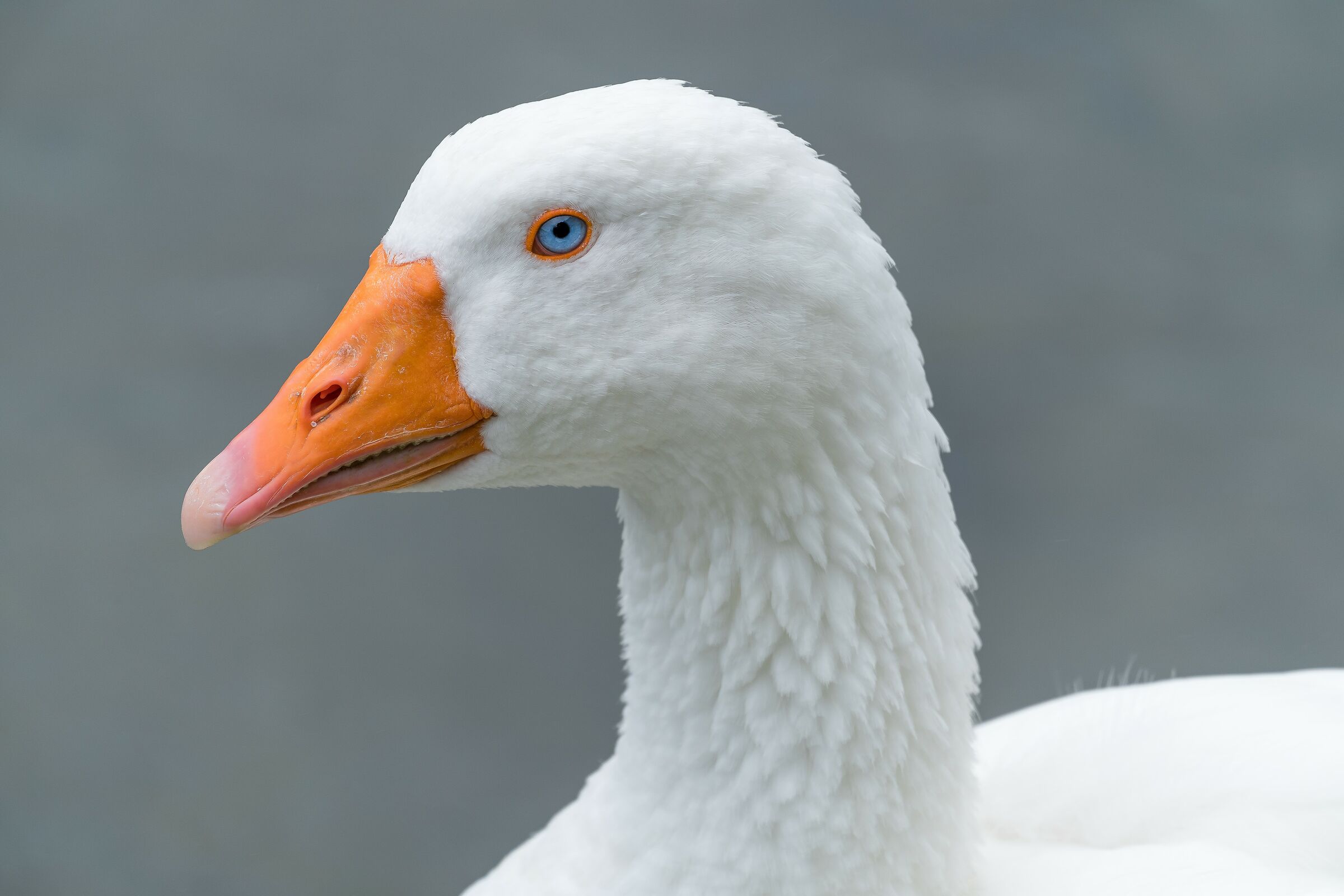 A little goose is also beautiful.......