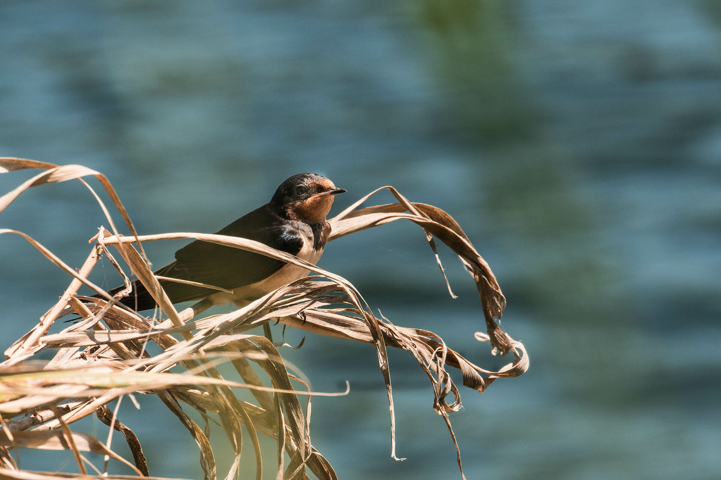 La rondine nel canneto