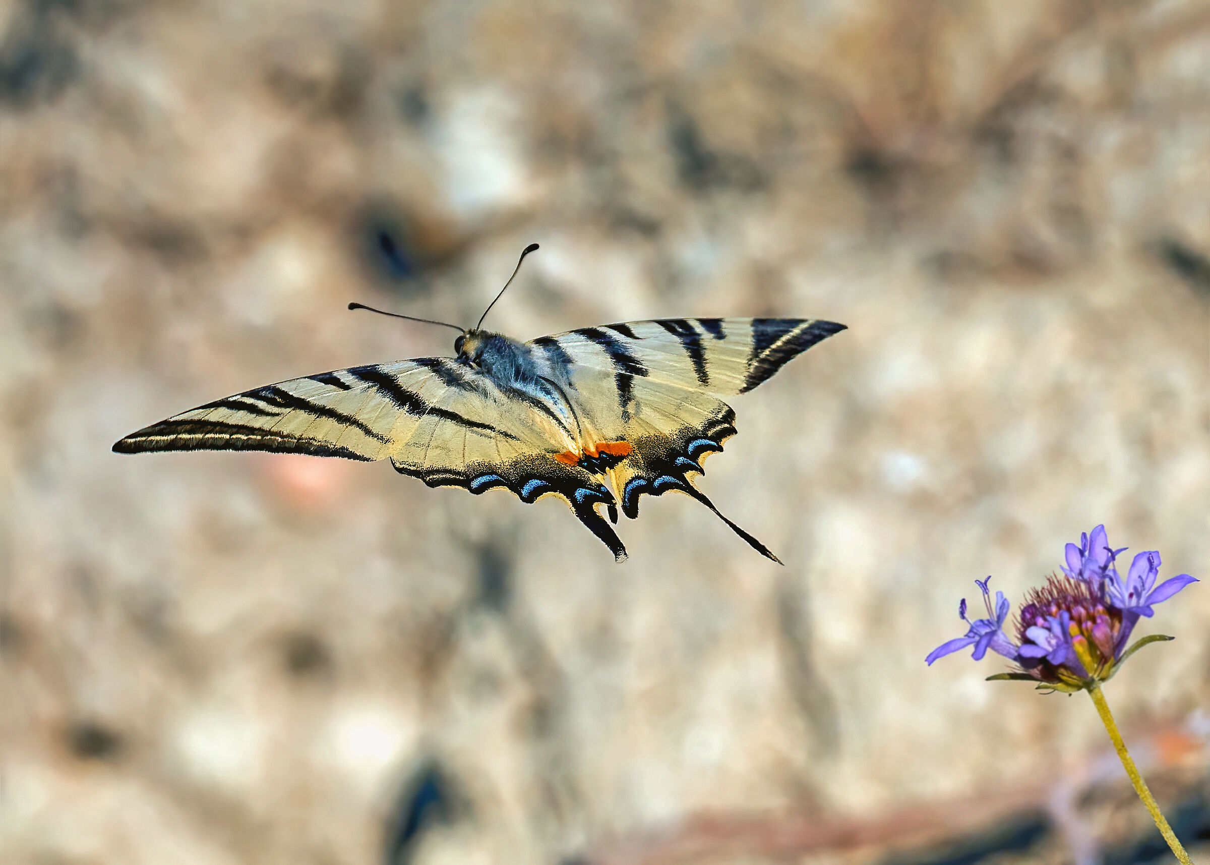 Podalirio on the run