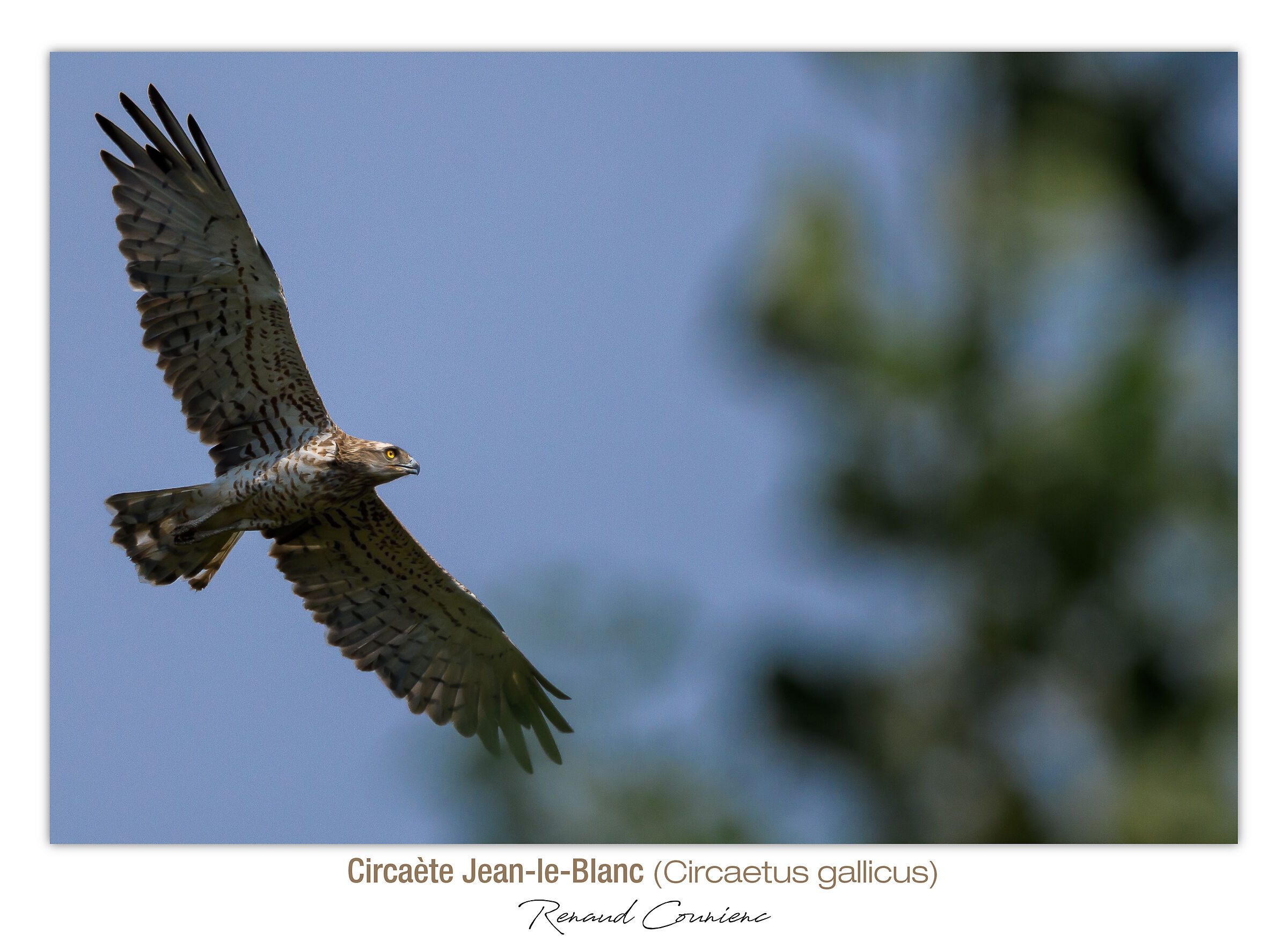 Biancone (Circaetus gallicus)