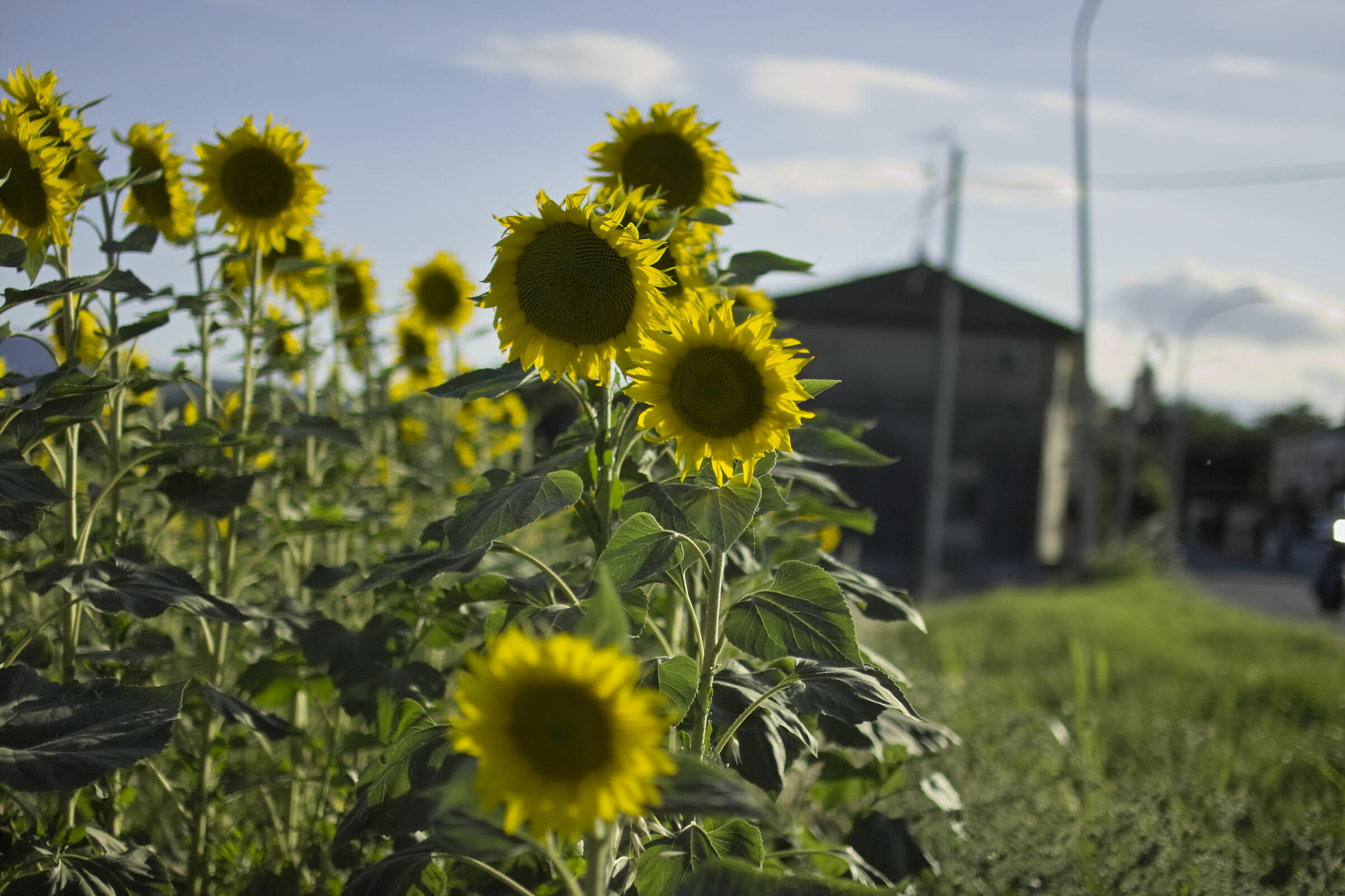 Girasoli di periferia