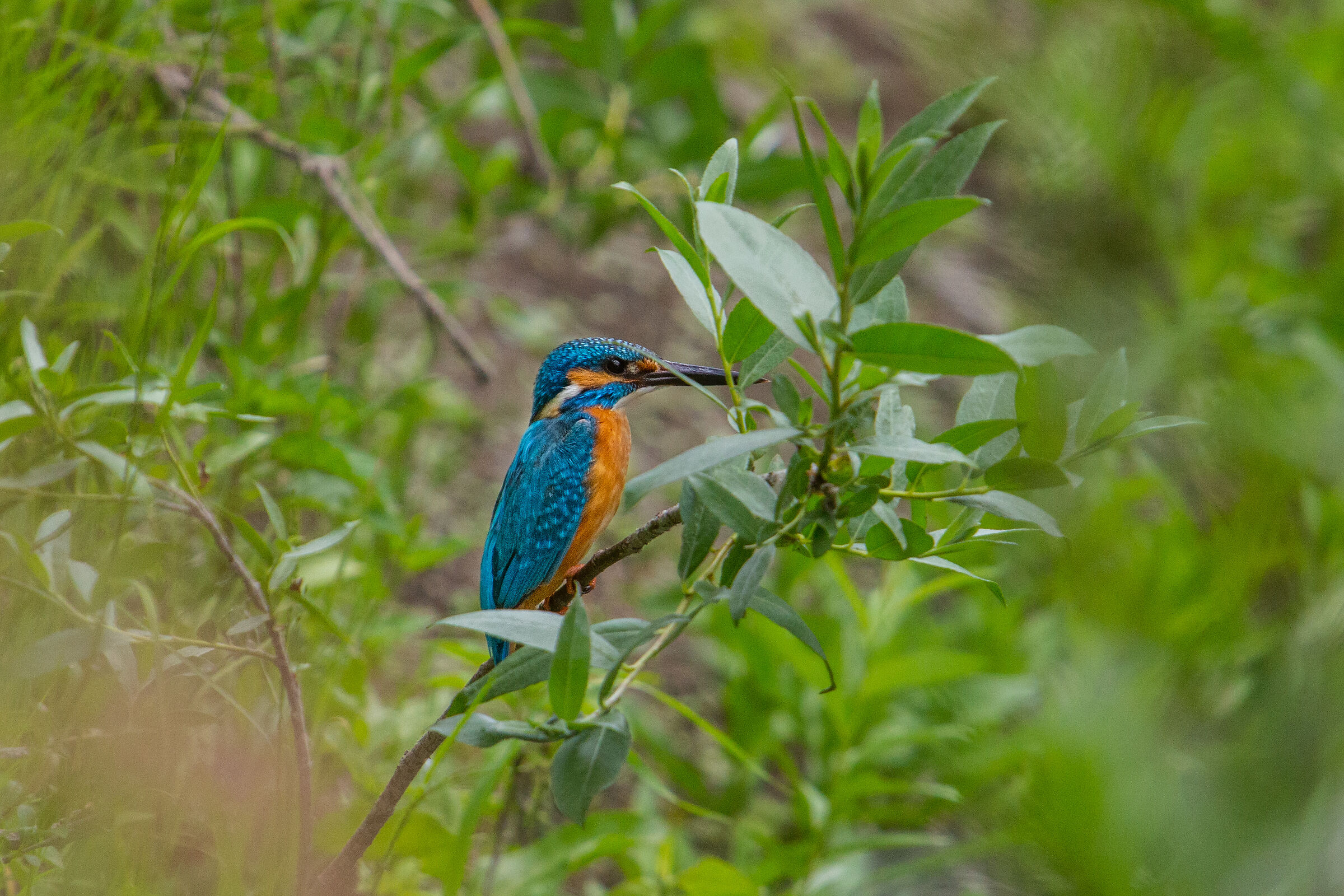 Kingfisher