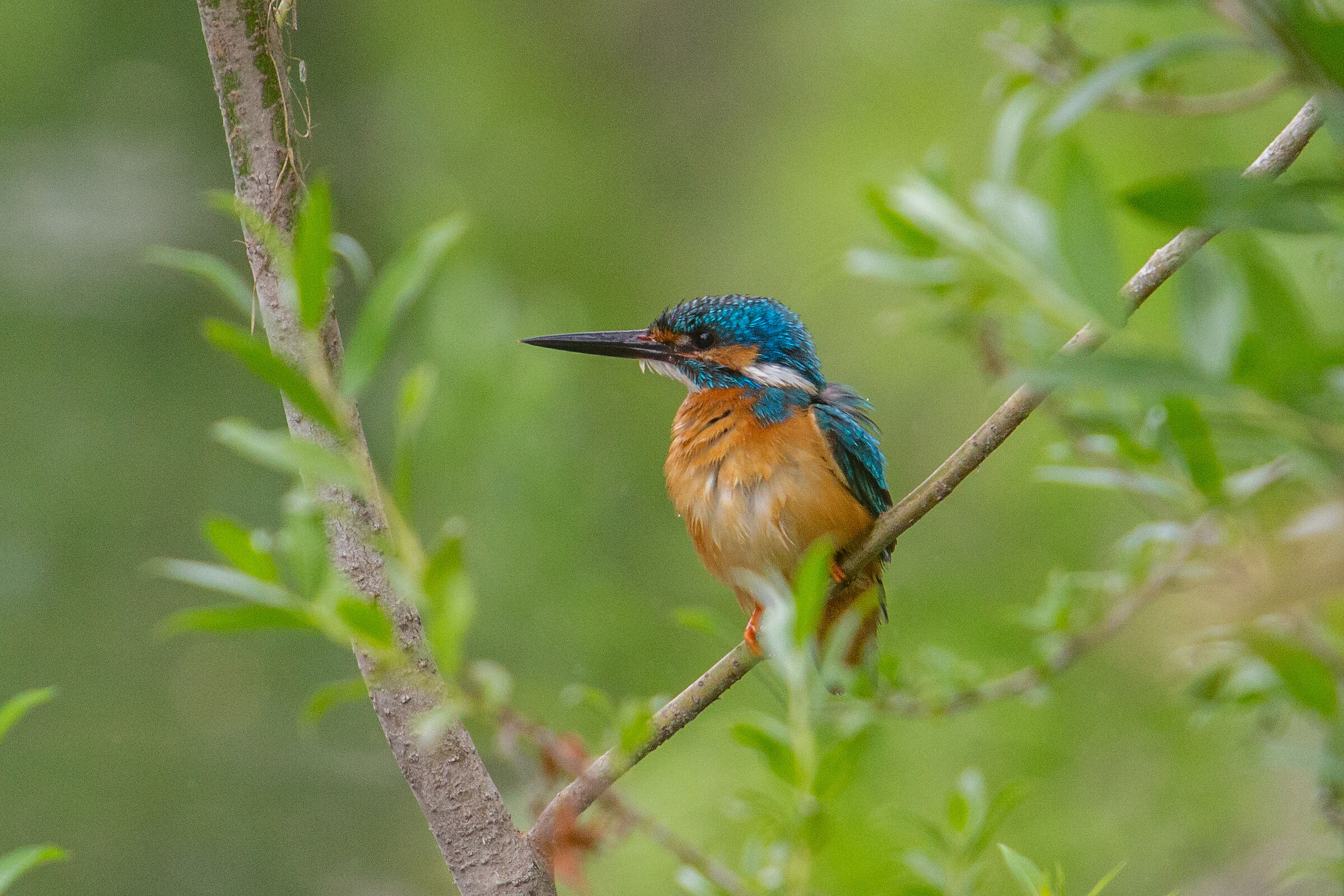 Kingfisher