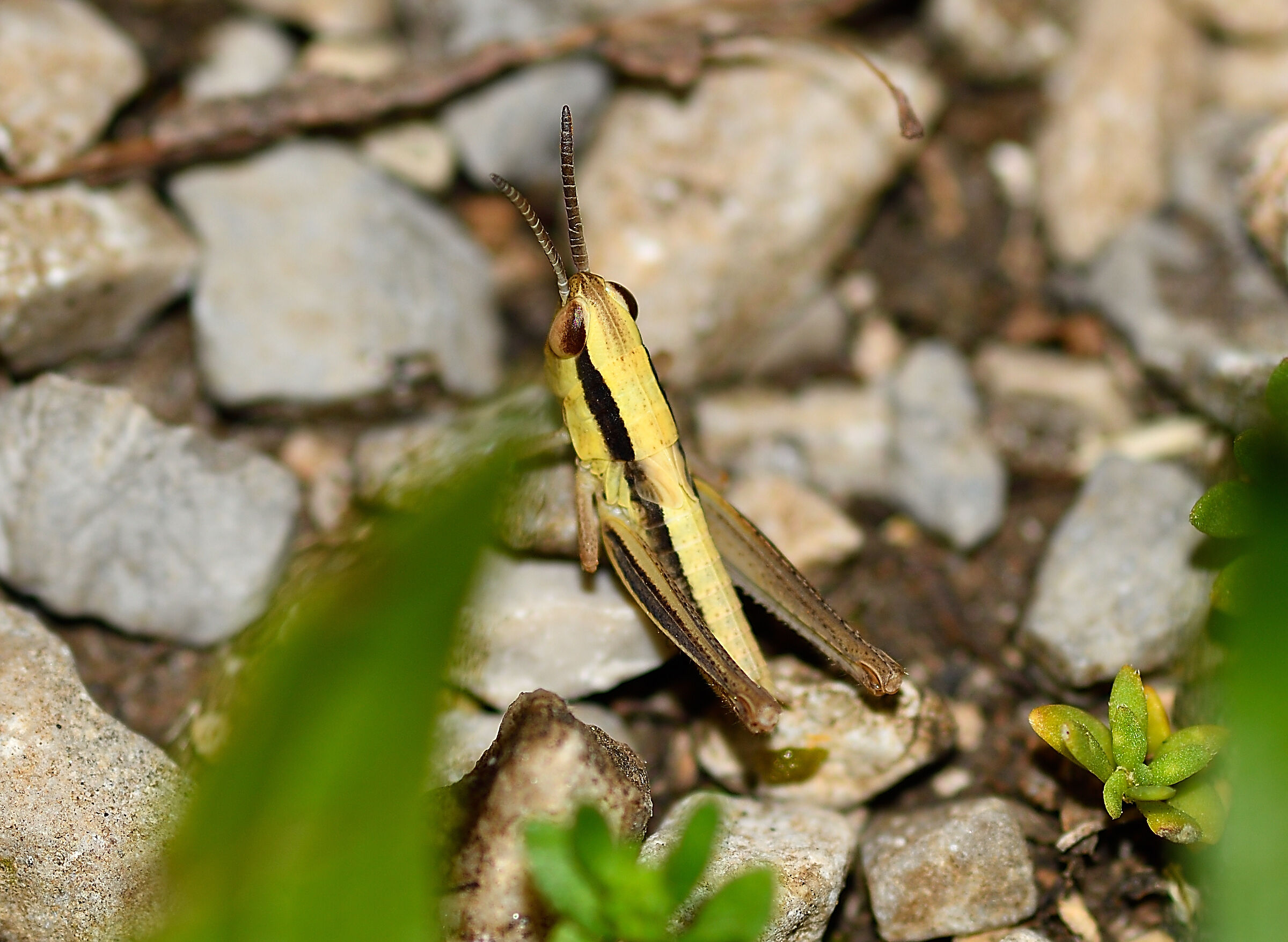 Non so che specie sia, ma veramente piccolissima...