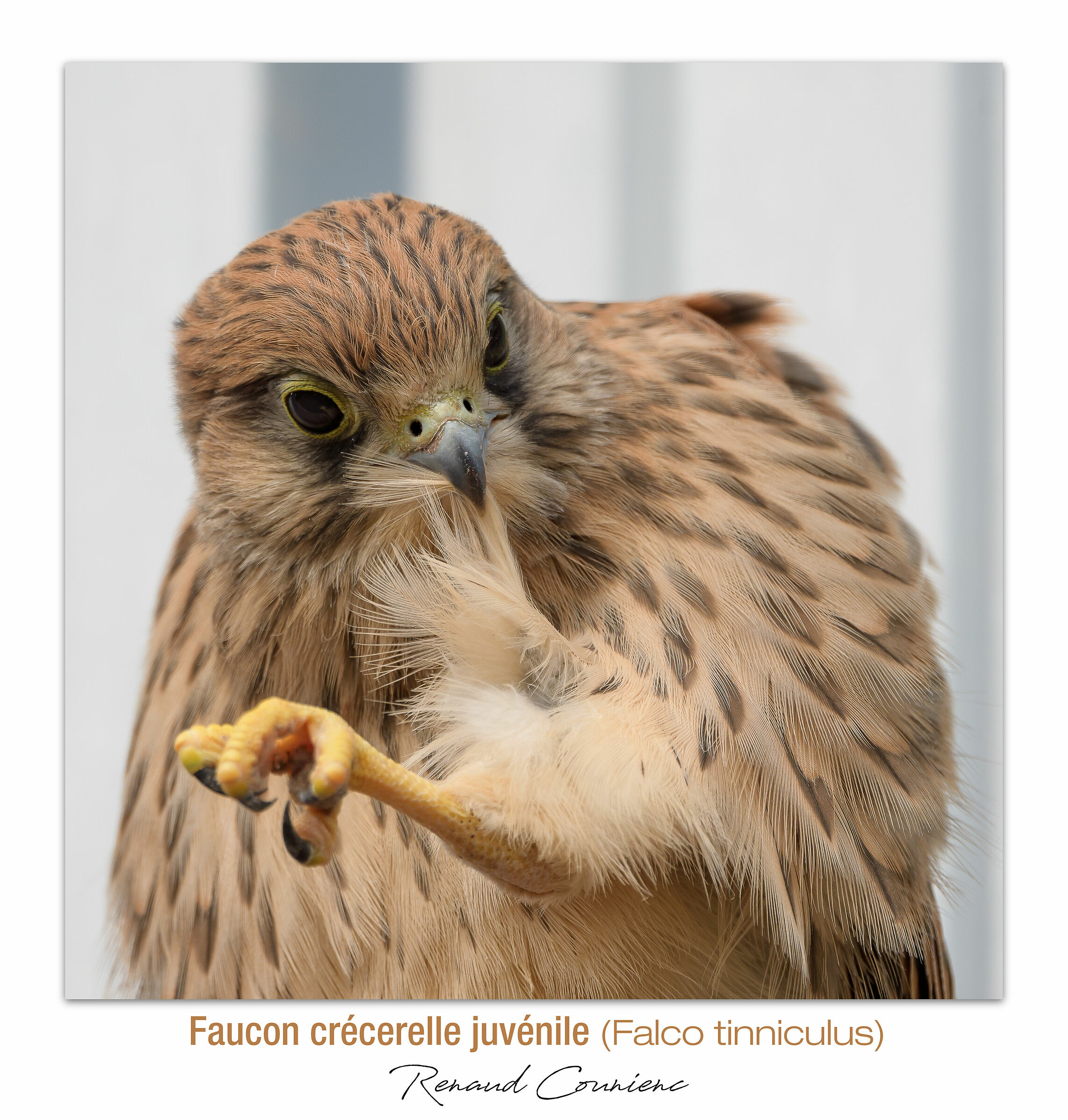 Prenditi cura delle tue piume