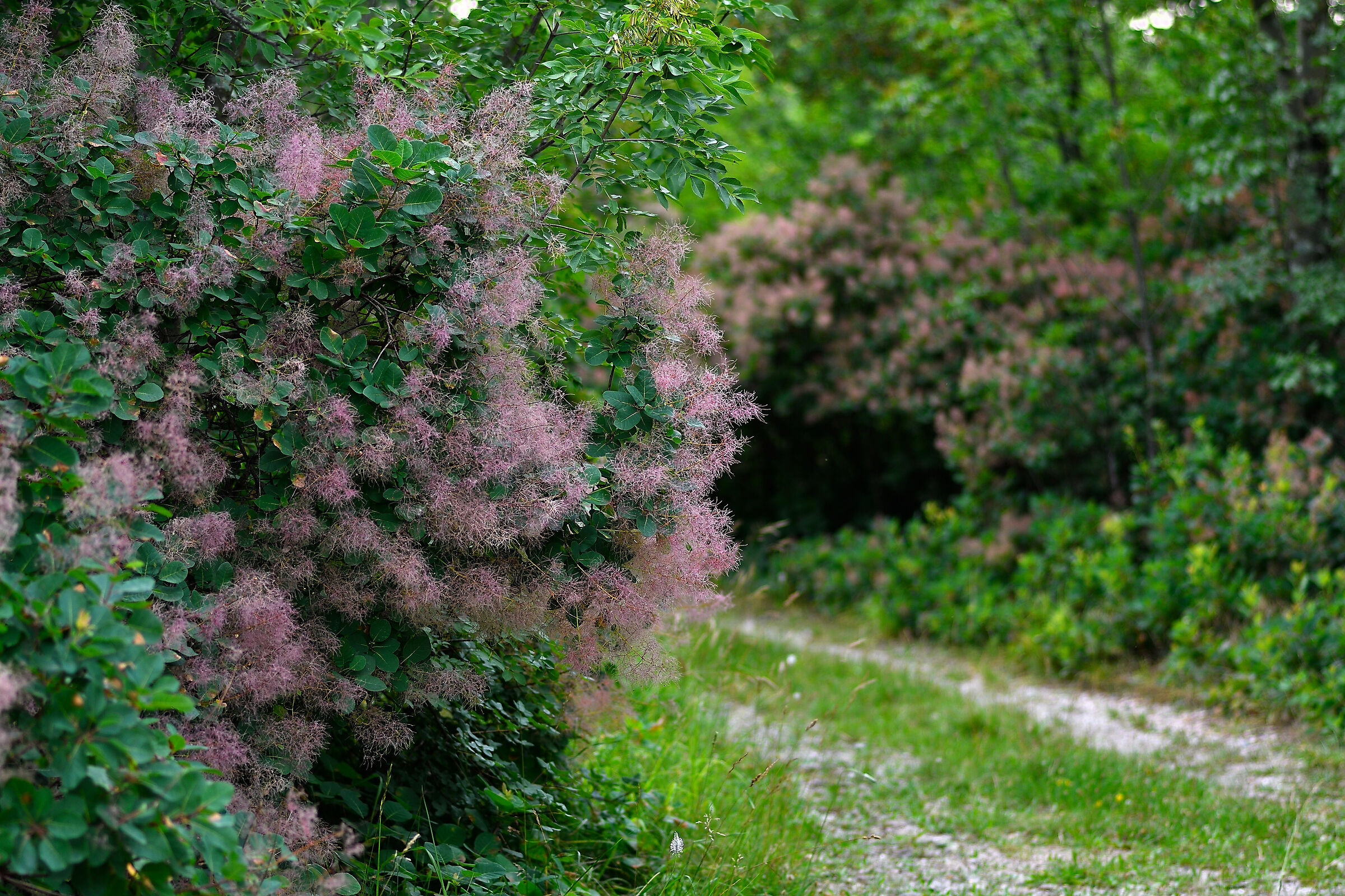 Scorcio di sentiero carsico estivo