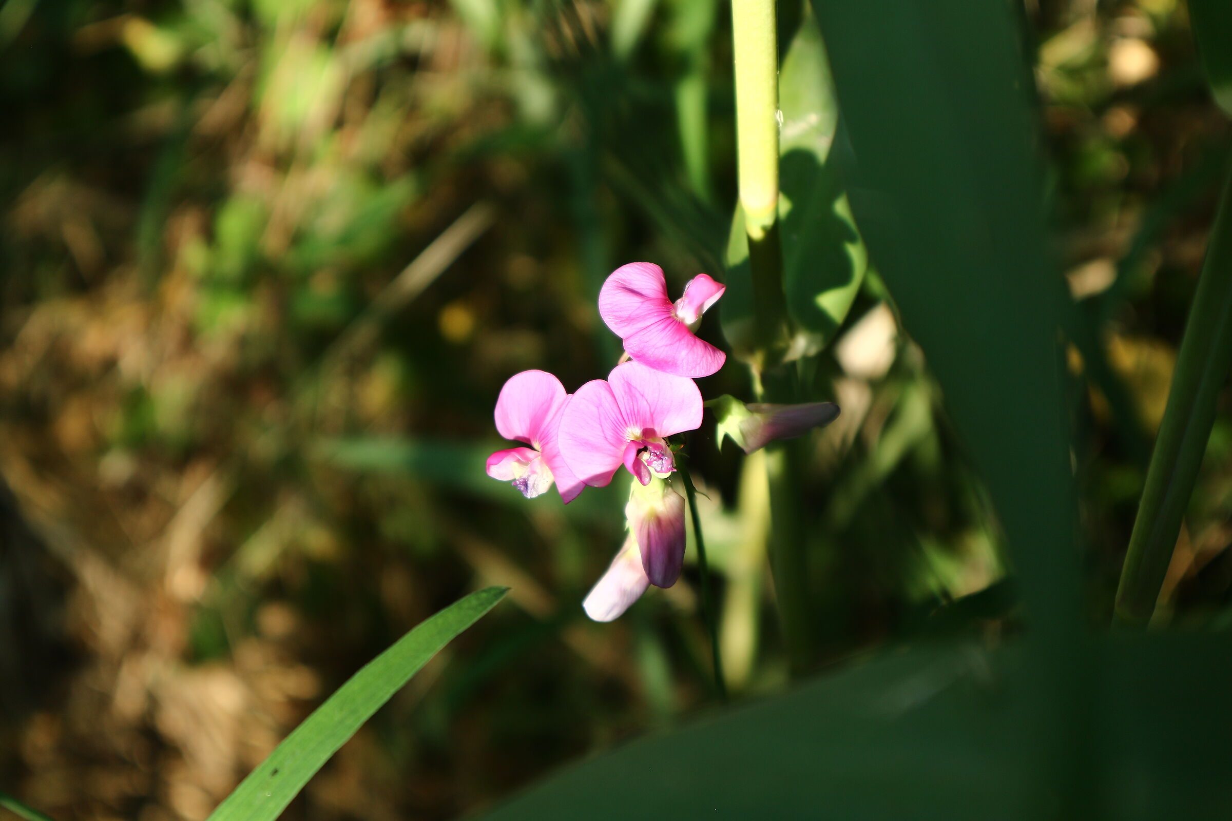 passeggiando per i Bozi di Saudino