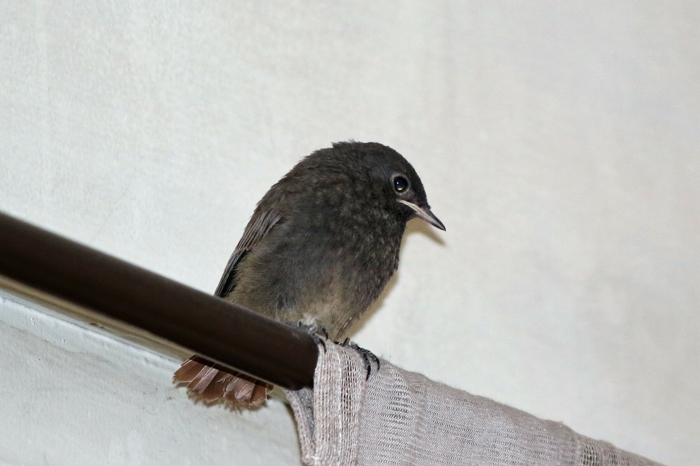 small codirosso entered the house