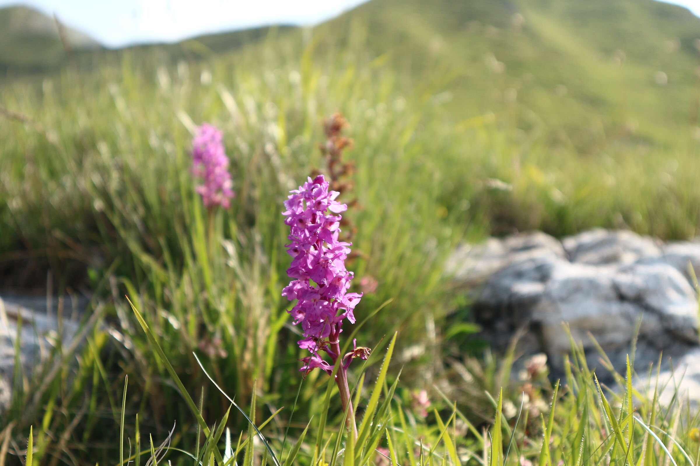 orchidea sulle Apuane
