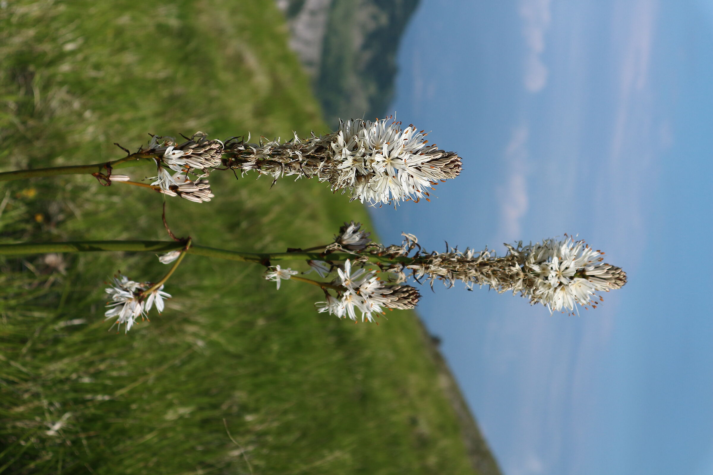 Asfodelio sulle Apuane