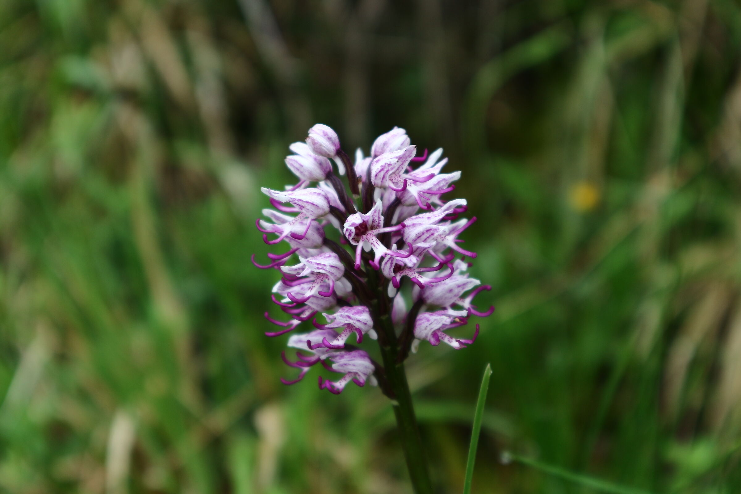 orchidea scimmia Alpi Apuane